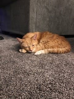 Hank, back home in Ohio