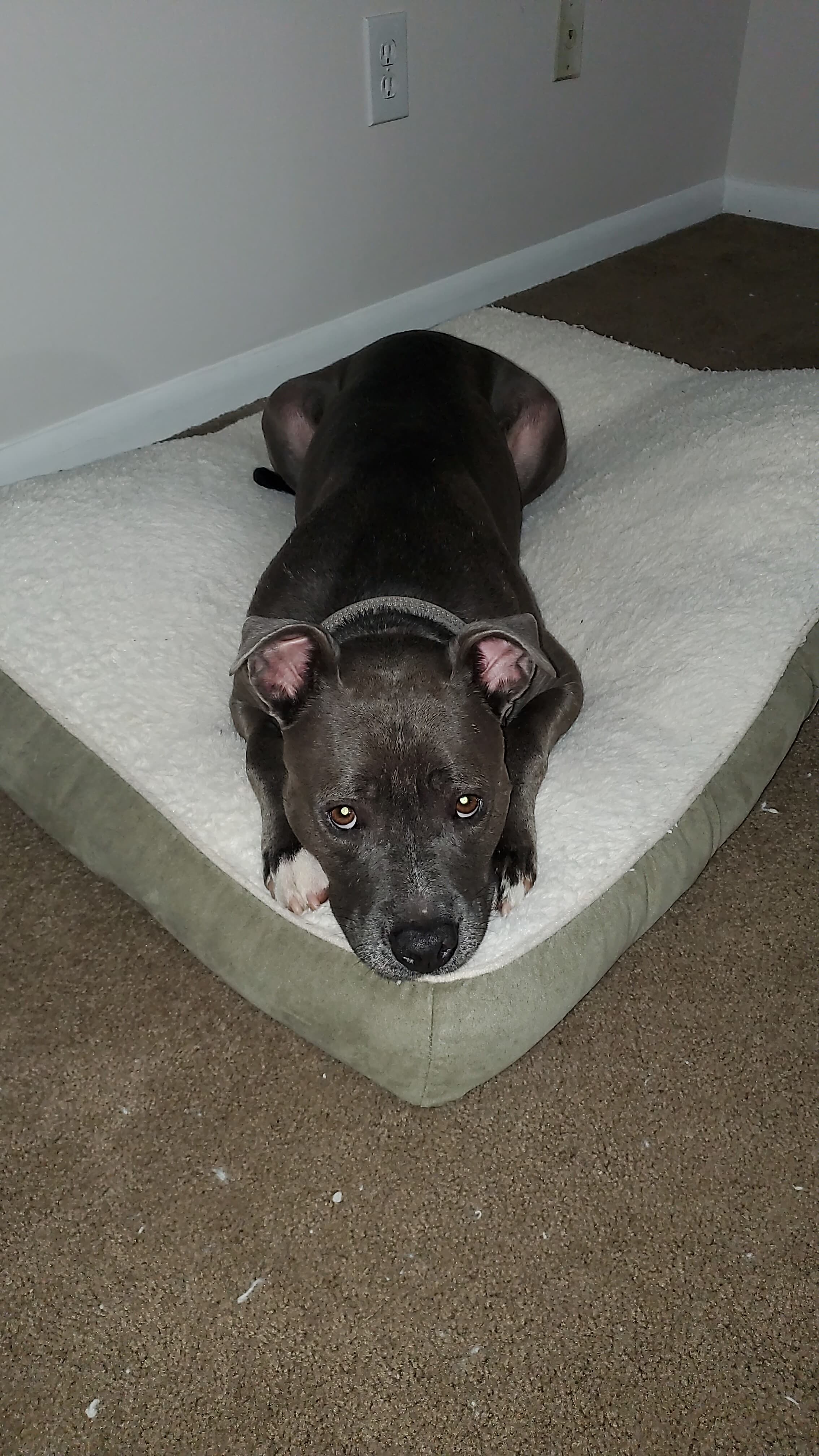 Agatha (aggie), back home in Virginia