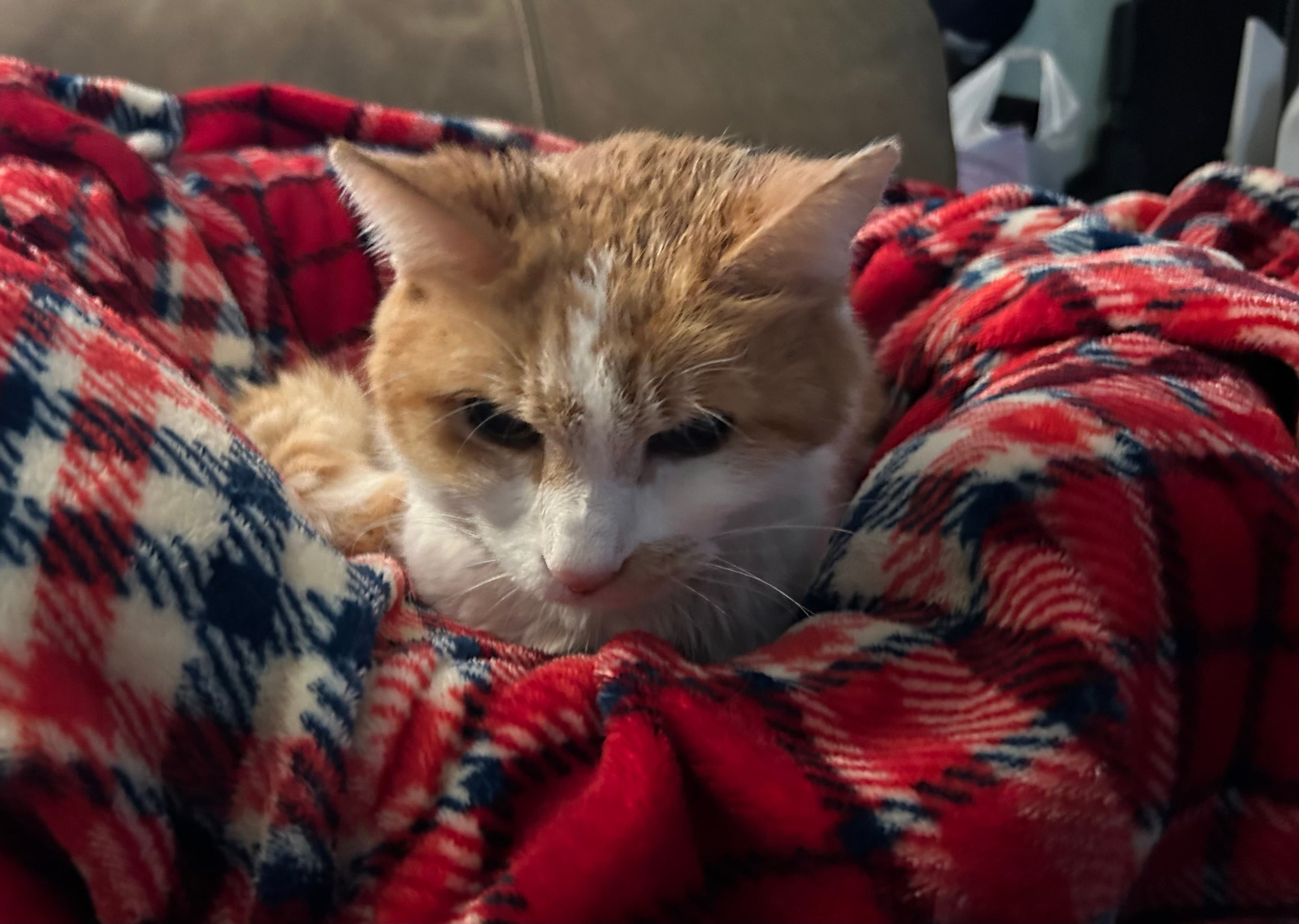 Fluffy, back home in Pennsylvania