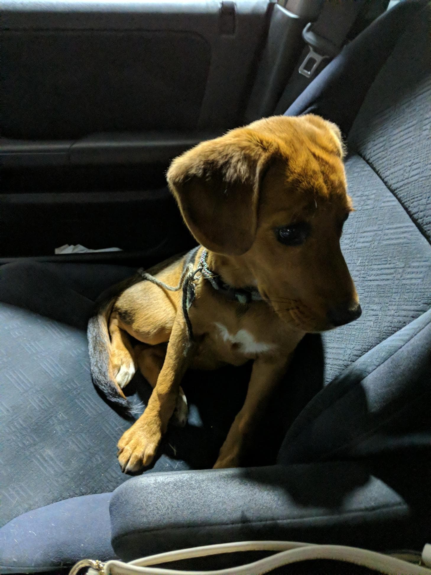 Rousey, back home in Greensboro NC