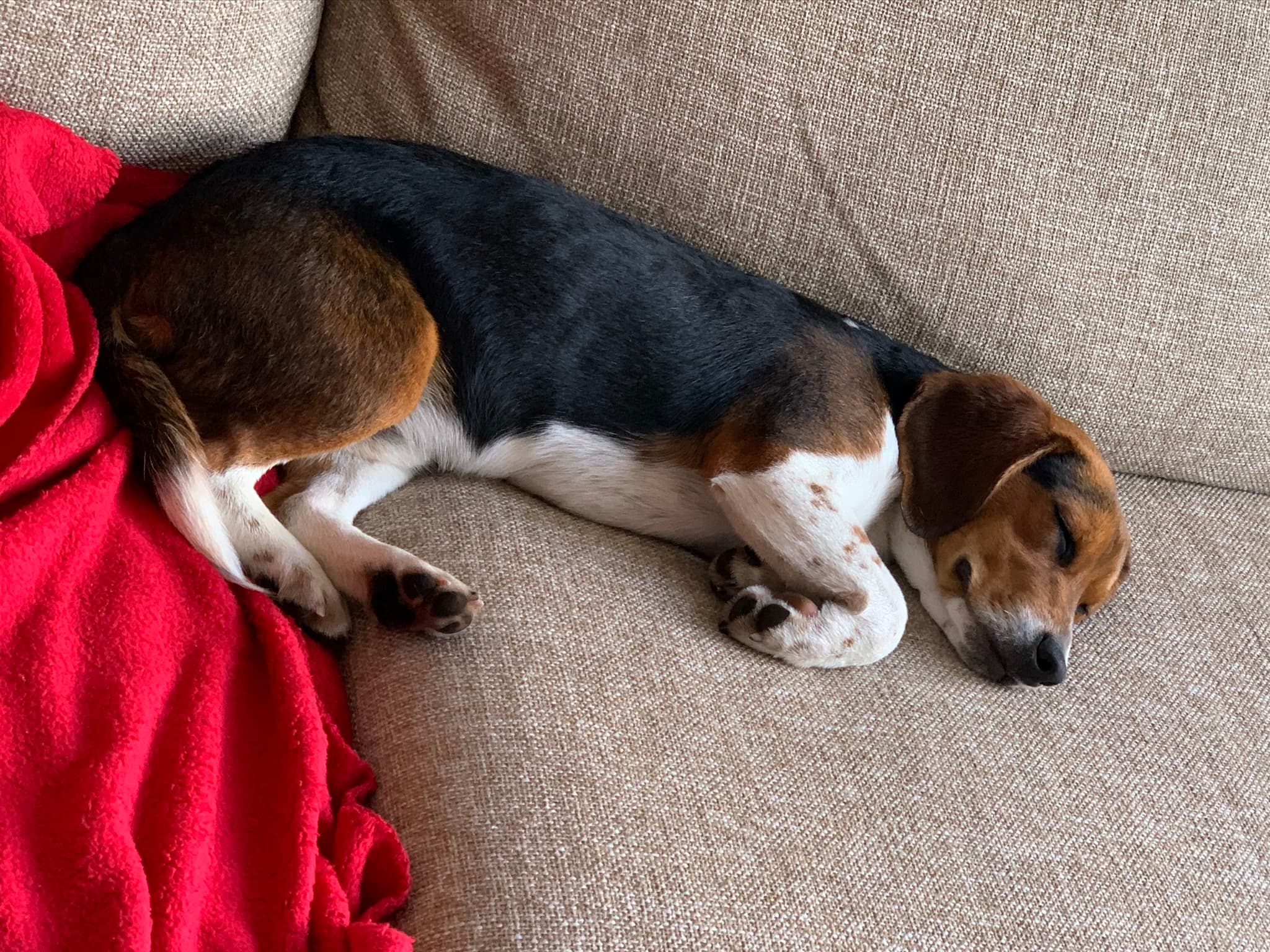 Tanner, back home in Virginia