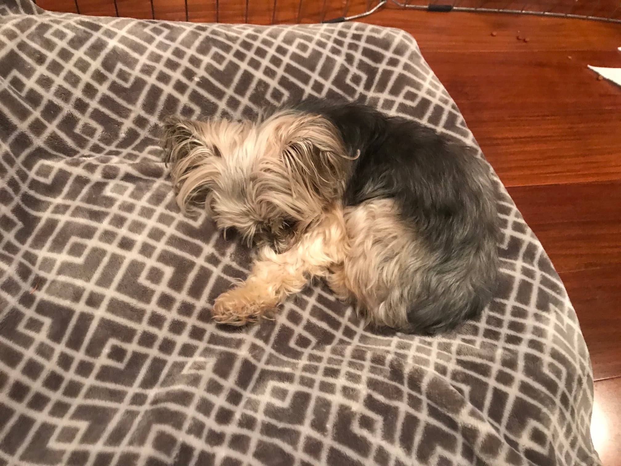 Daisy, back home in California