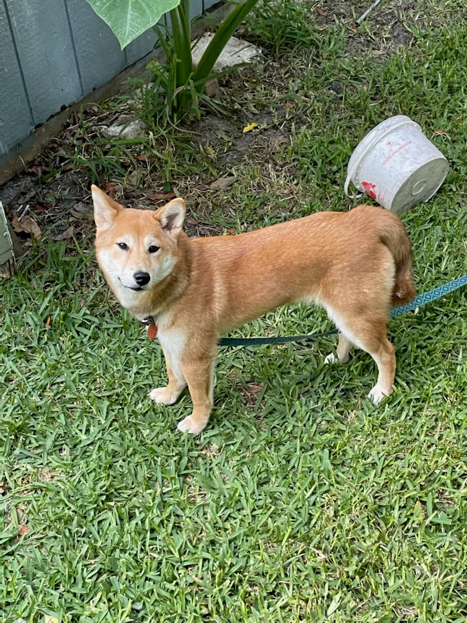 MIYA, back home in Florida