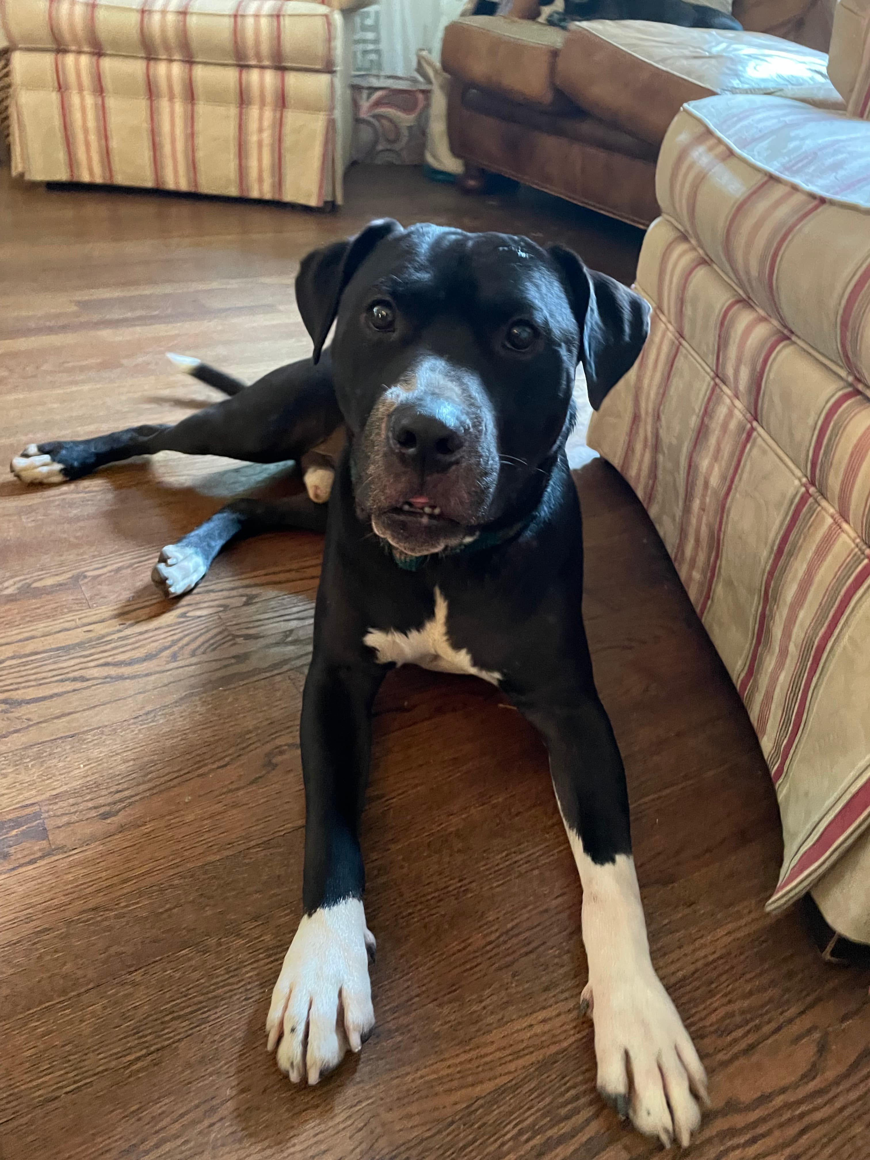 Thor, back home in Georgia