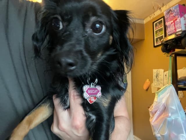 Biscuit, back home in California
