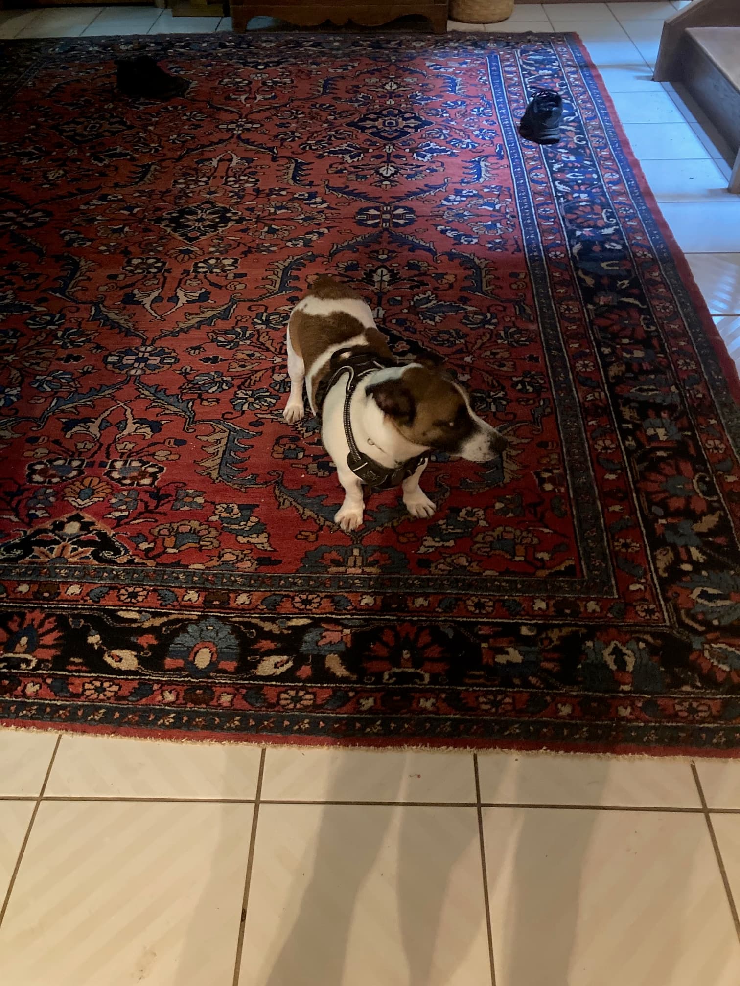 Ty Bear, back home in Pennsylvania