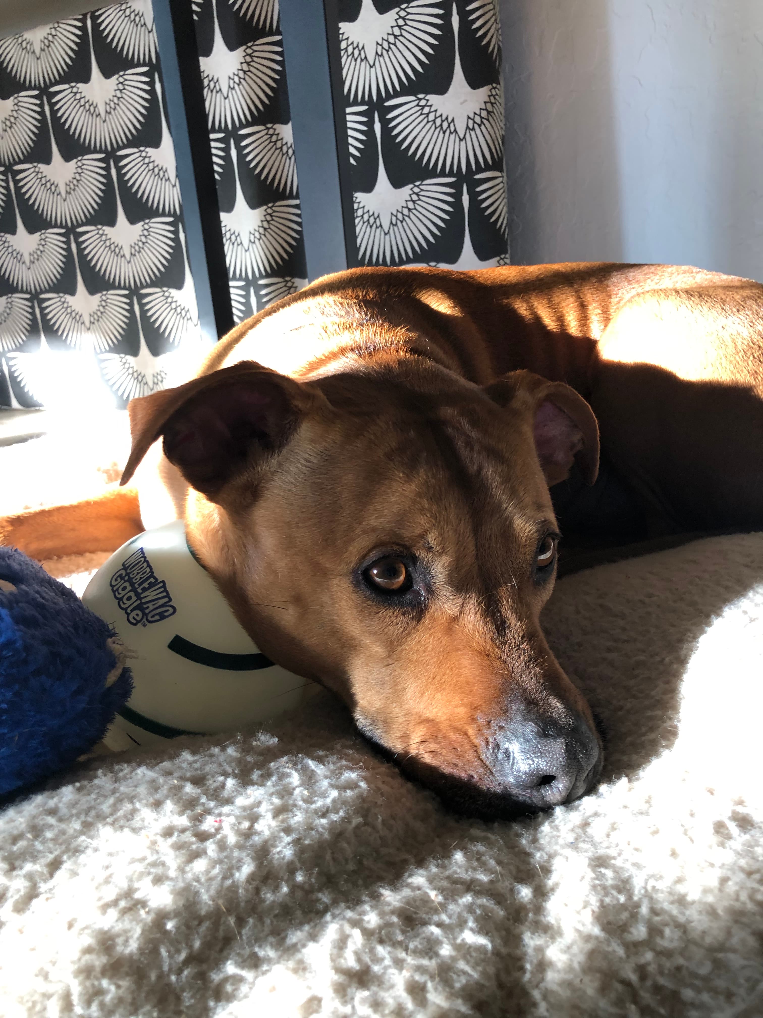 Cargo, back home in California