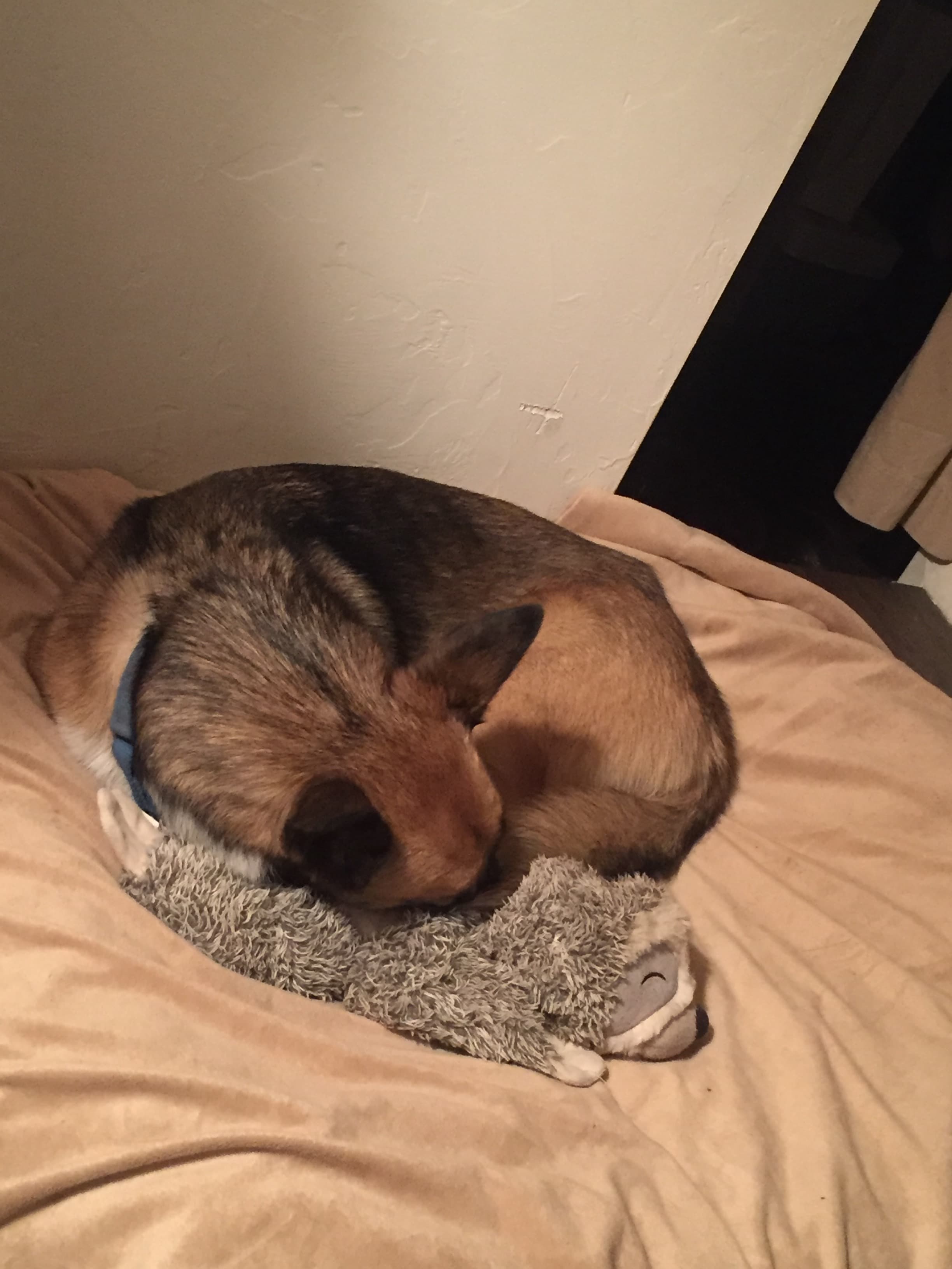 Roxy, back home in Arizona