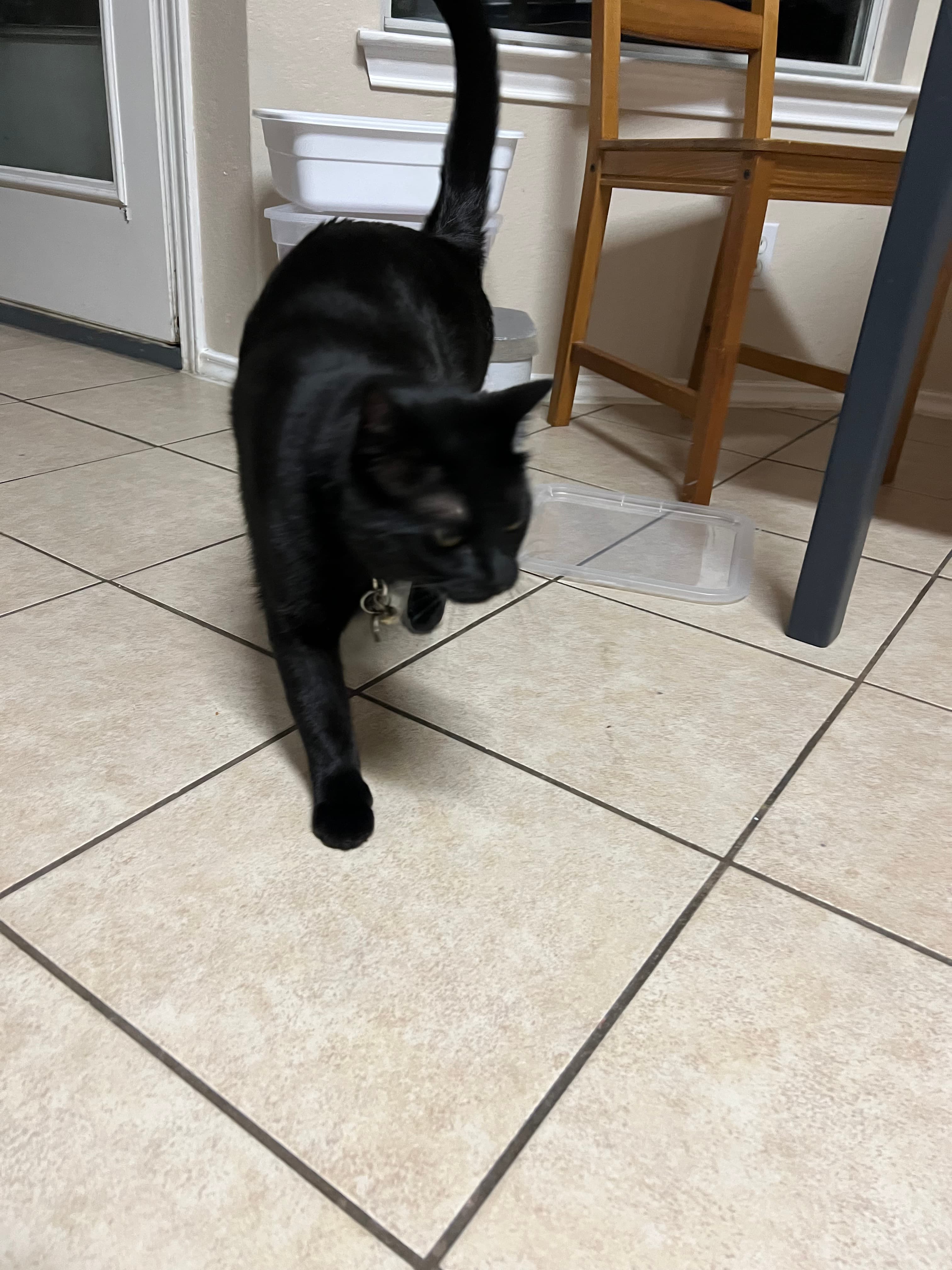 Obsidian, back home in Texas