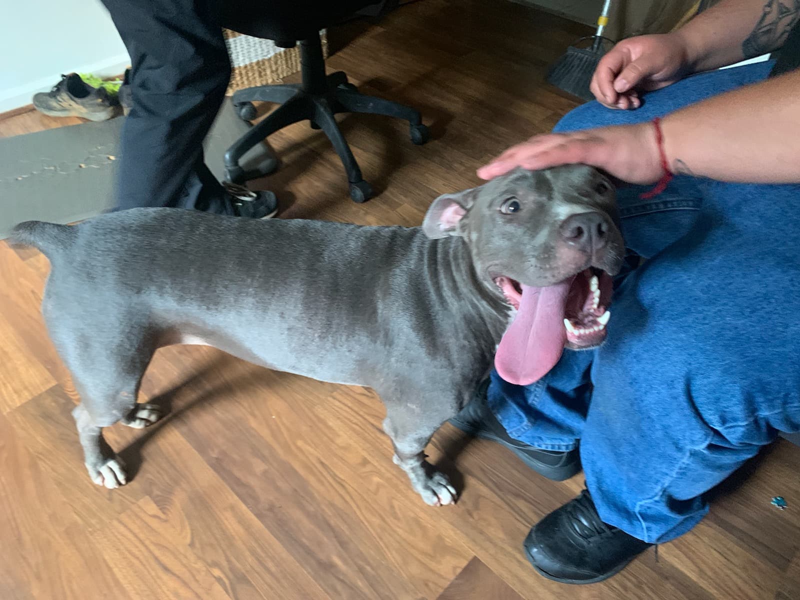 Sheba, back home in Charlotte NC