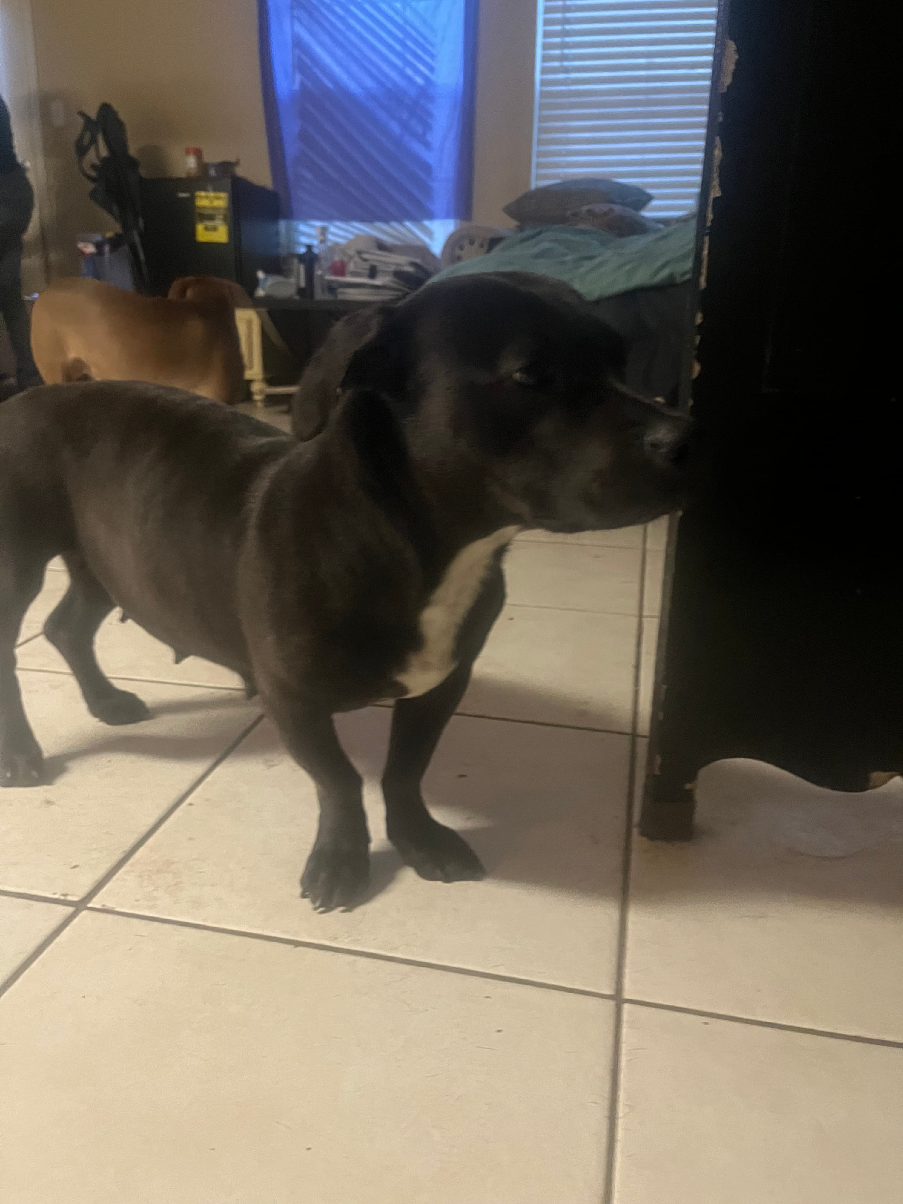 Halo, back home in Texas