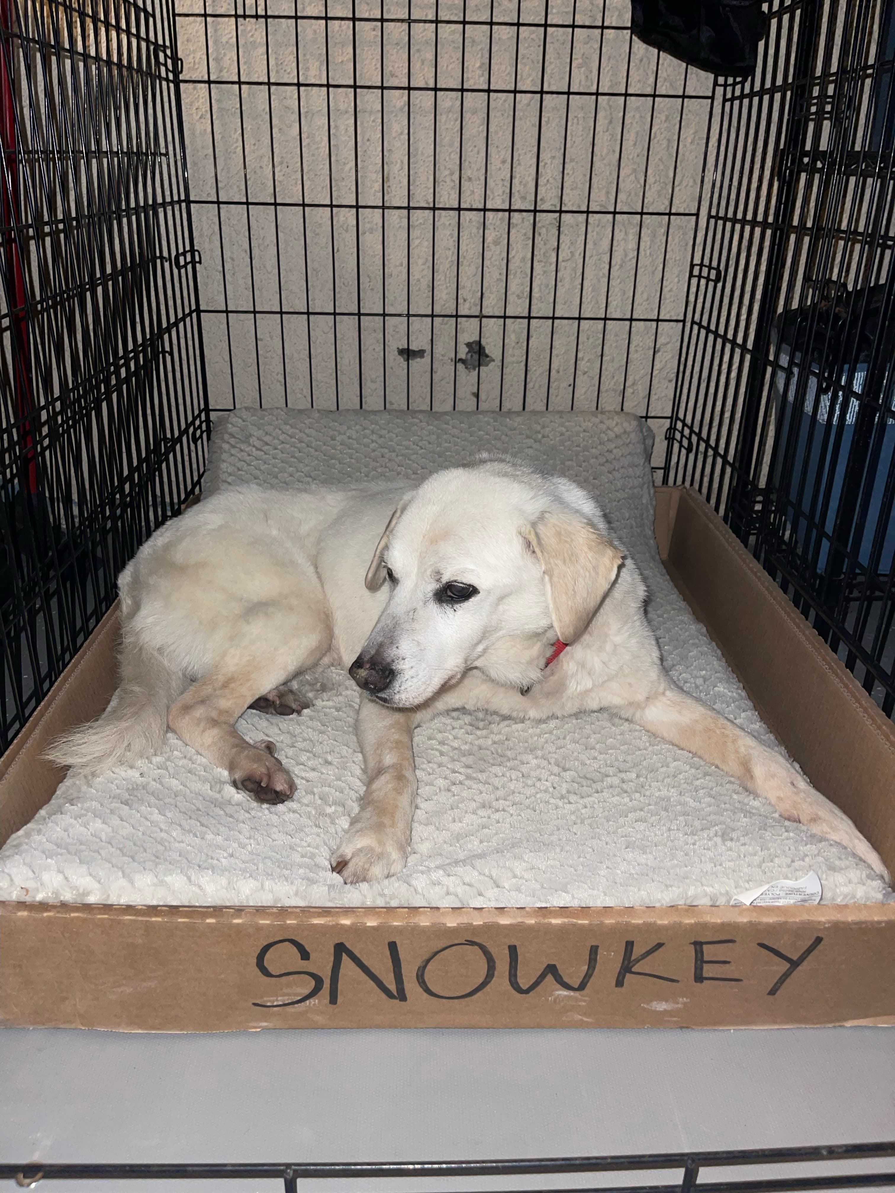 Snowkey, back home in Illinois