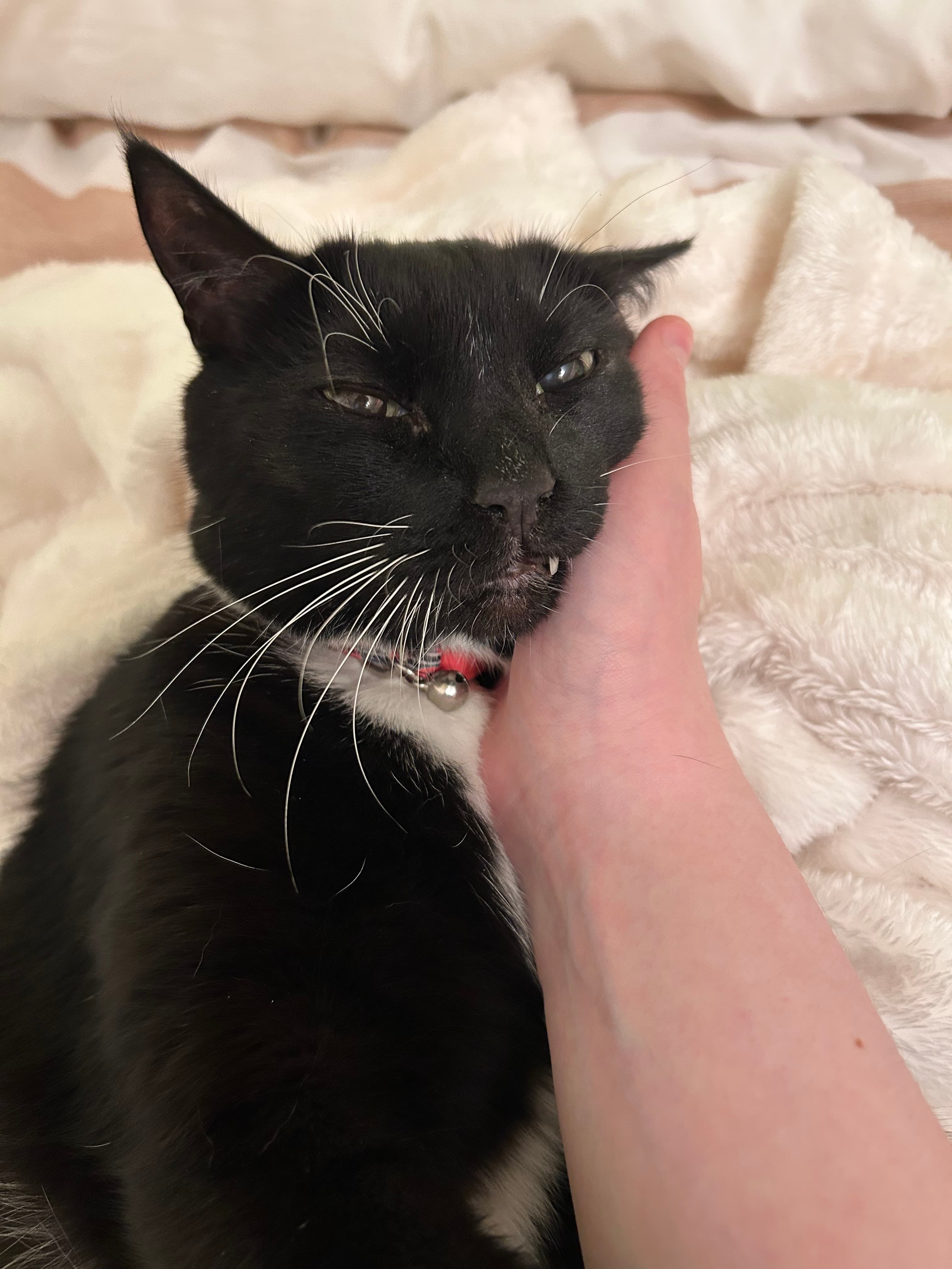 Nimbus, back home in Florida