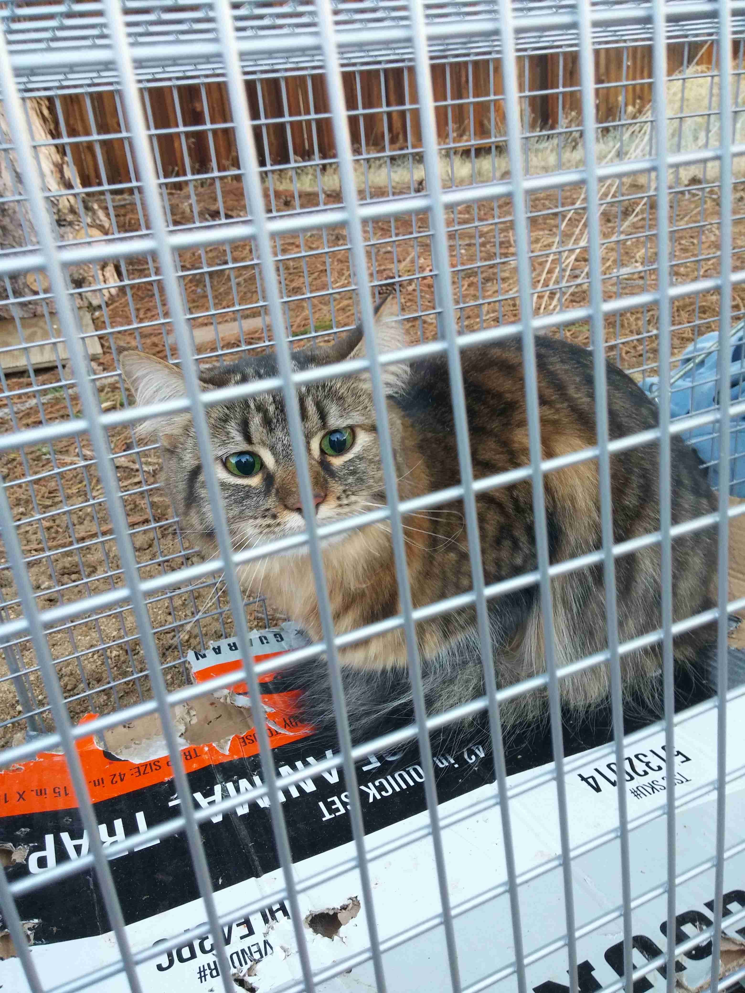 Meredith, back home in Gardnerville NV