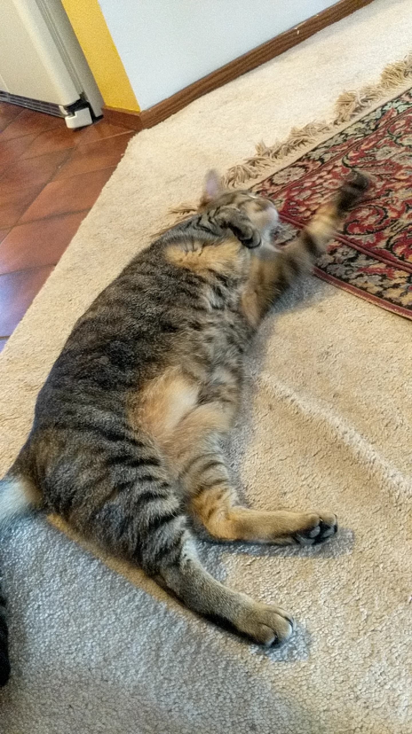 Mable, back home in West Bloomfield MI MI
