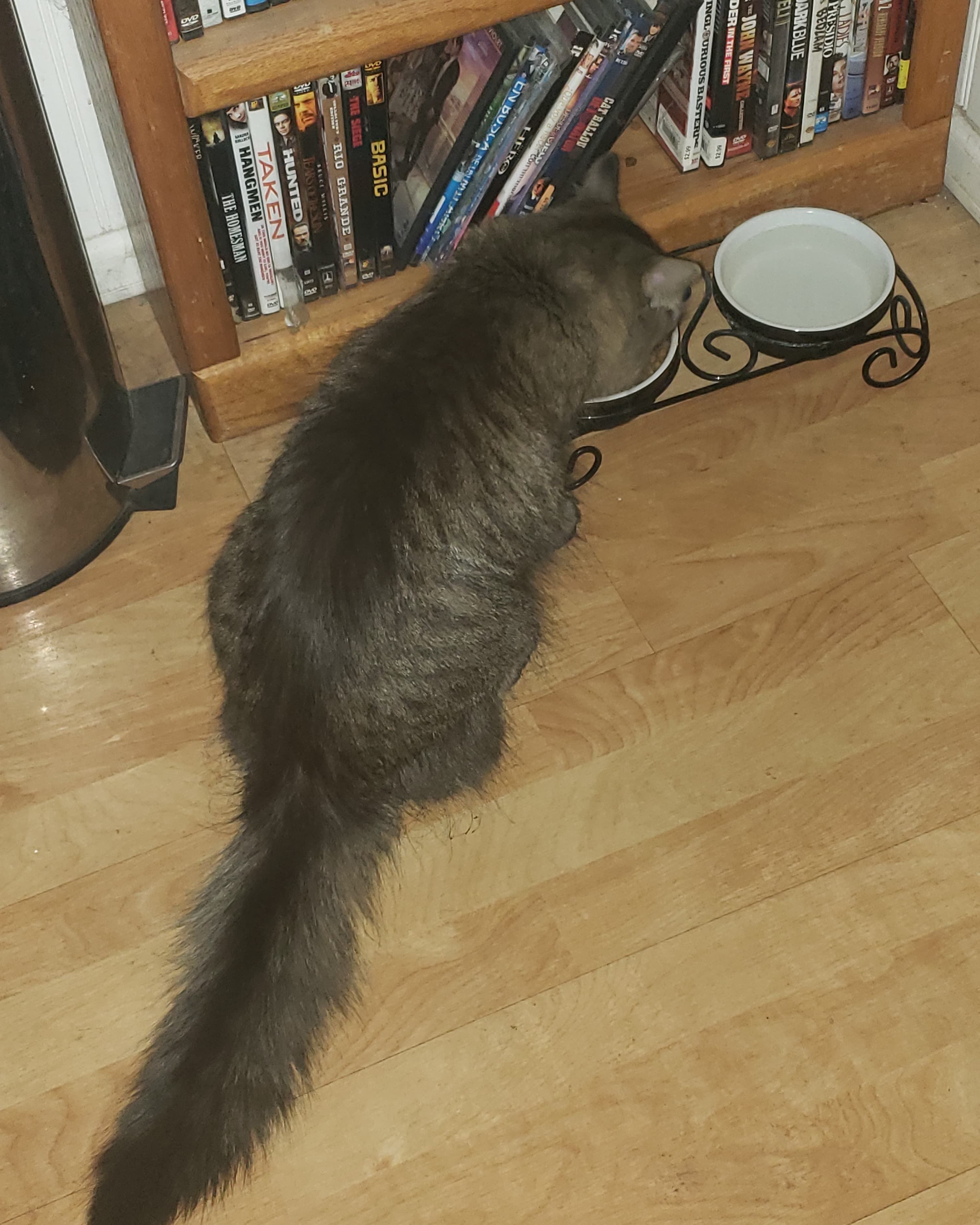 Pixie, back home in Colorado
