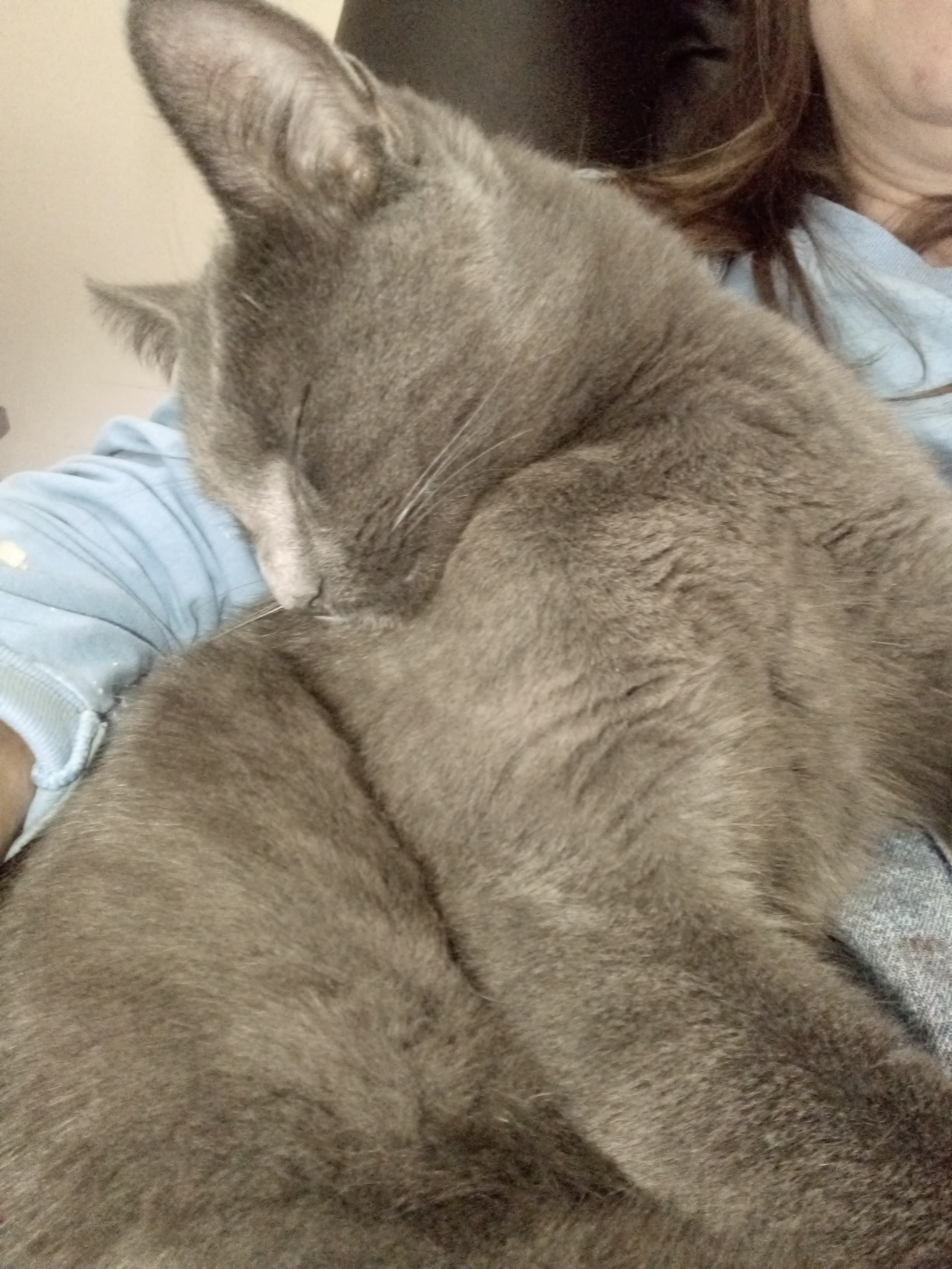 Ginba (Geenbah), back home in Michigan