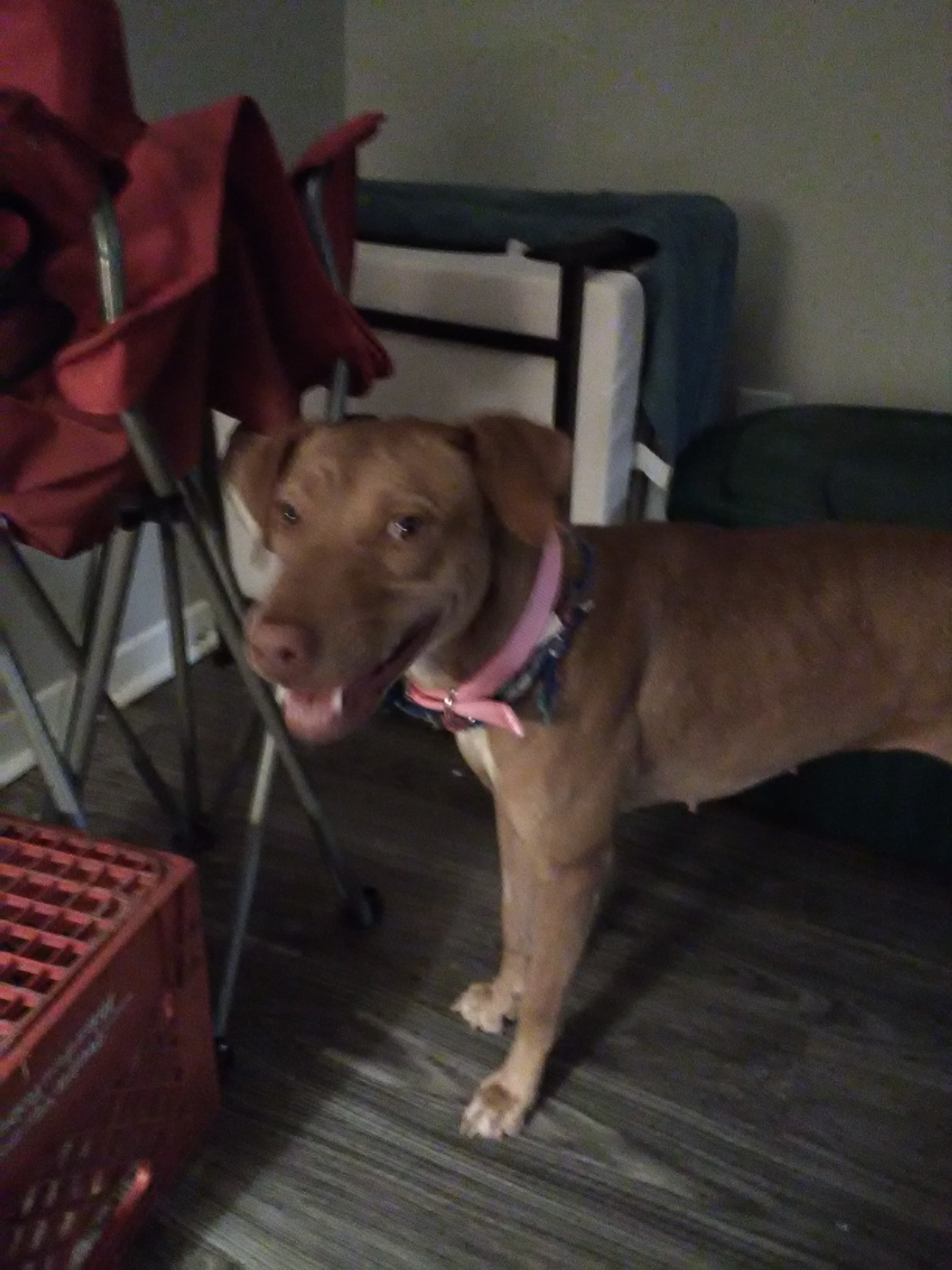 Lucy, back home in Texas