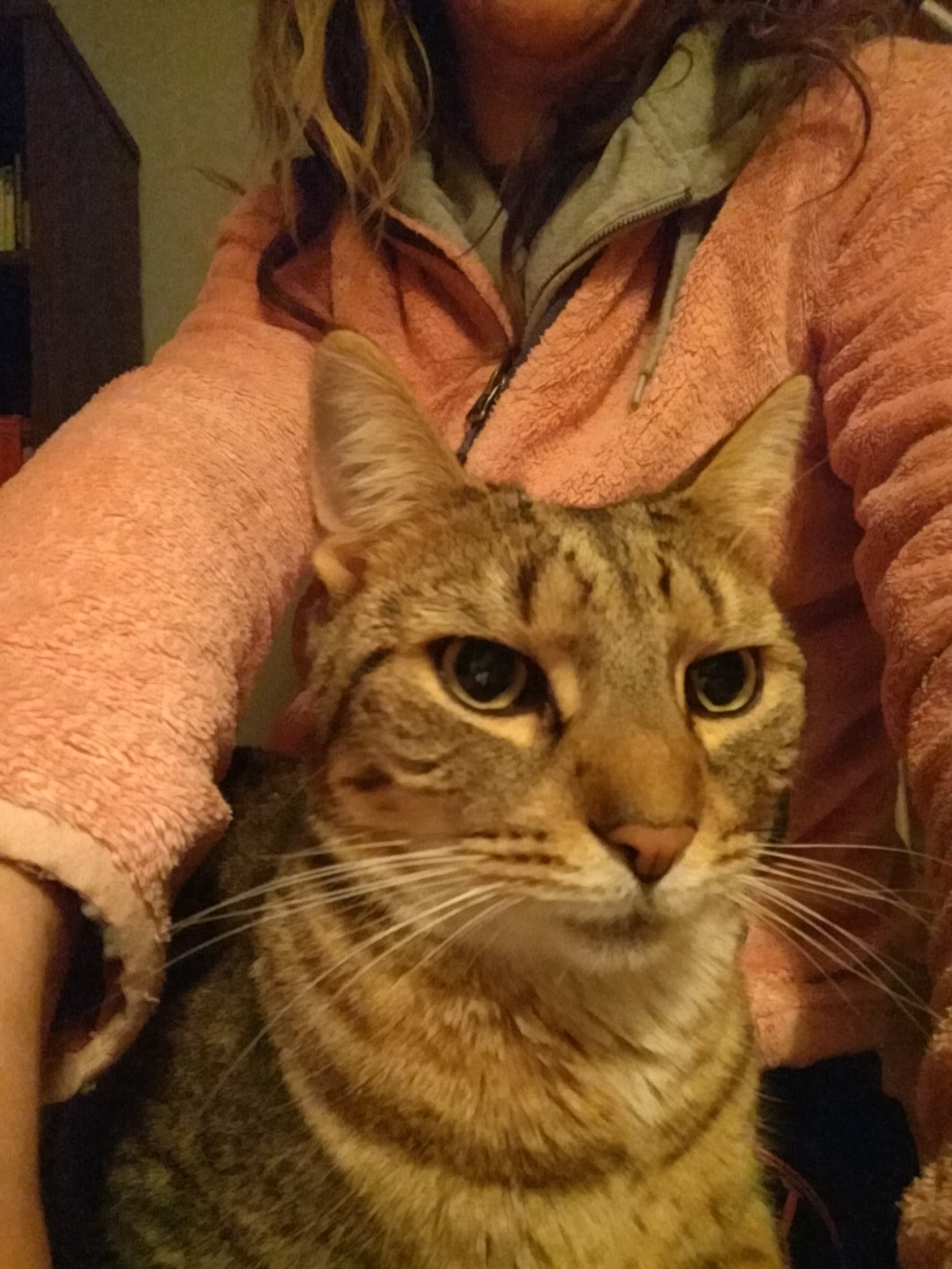 Rue2 (Ruetoo), back home in Ohio