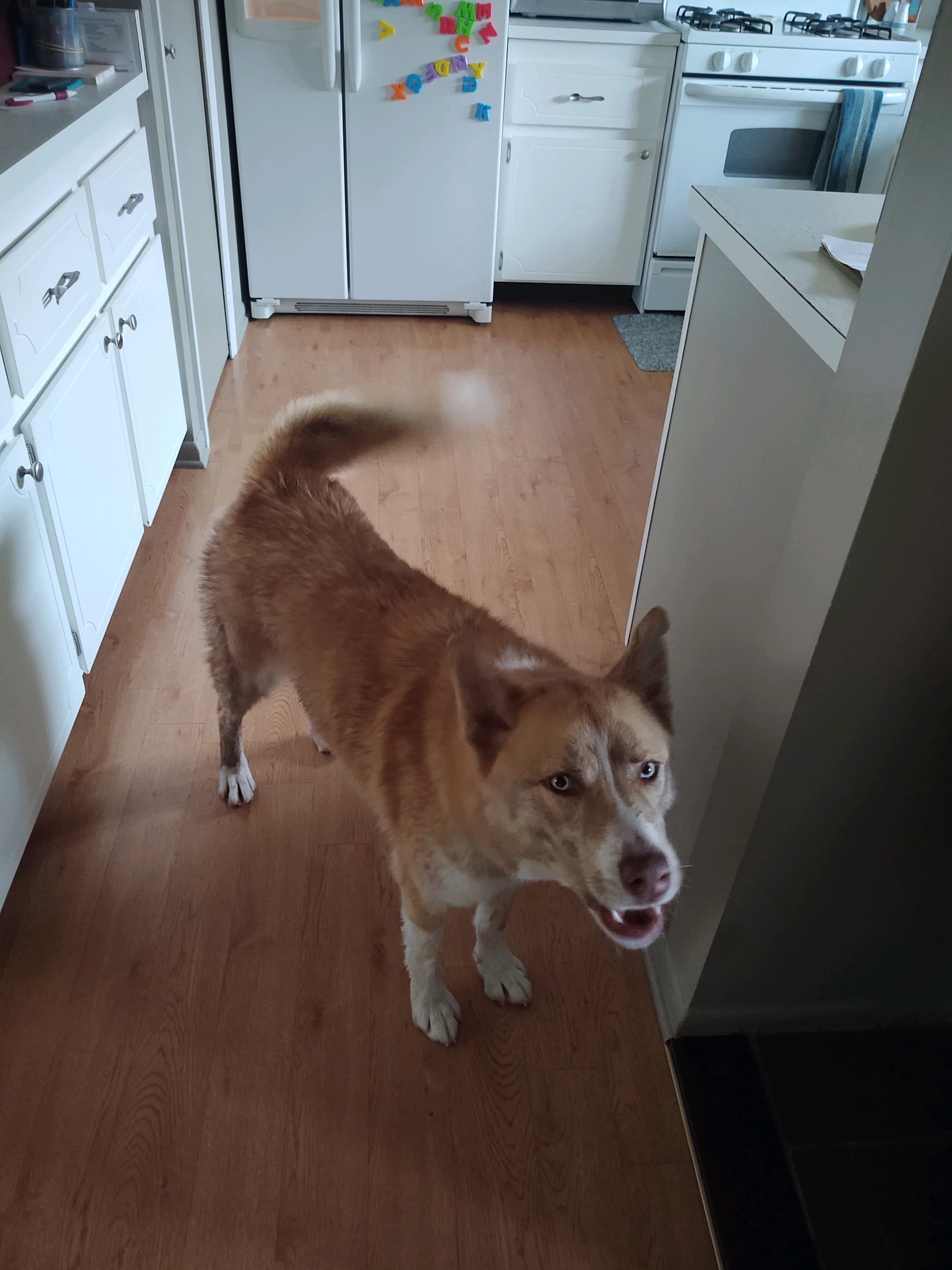 Markie, back home in Michigan