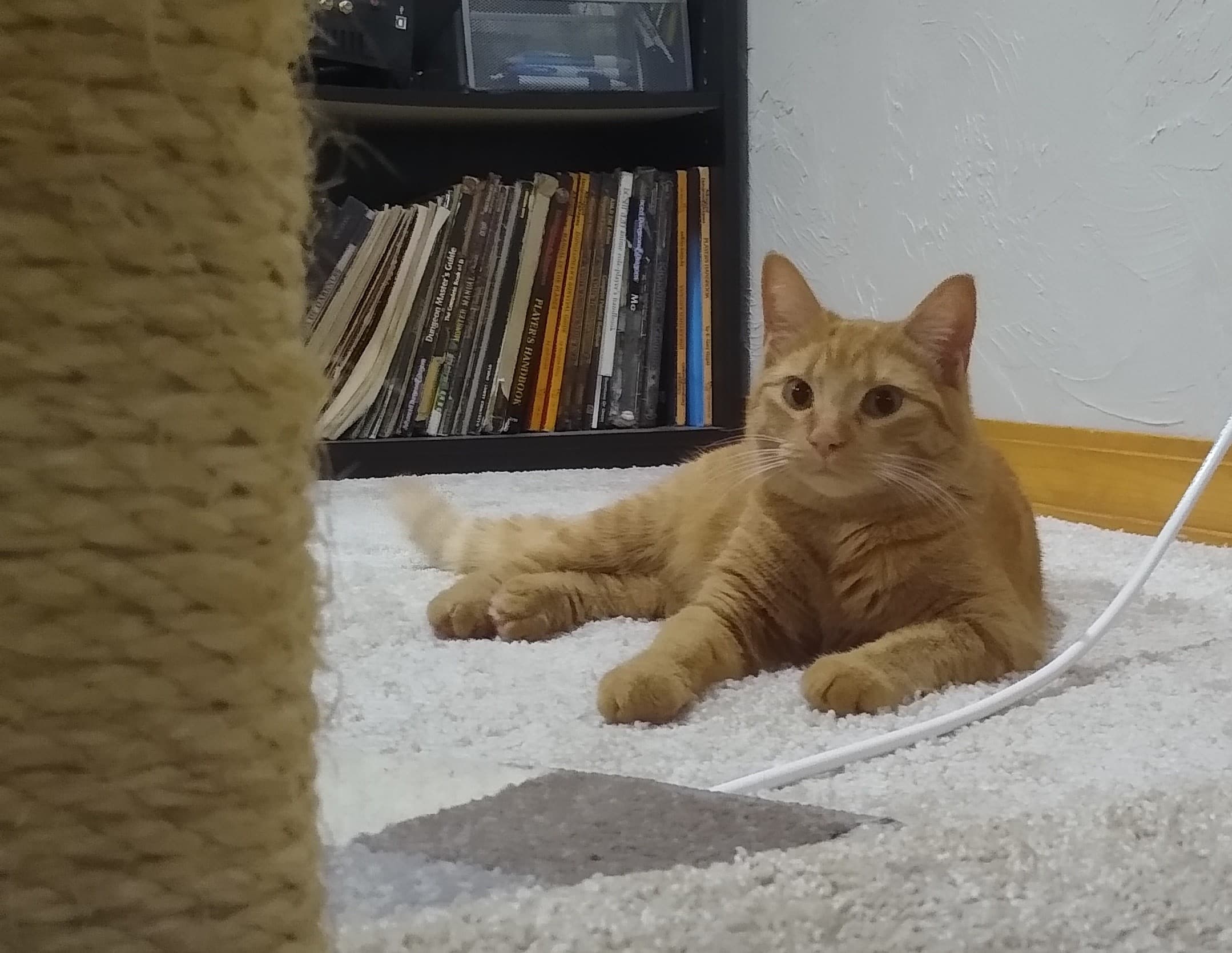 Pumpkin, back home in Missouri