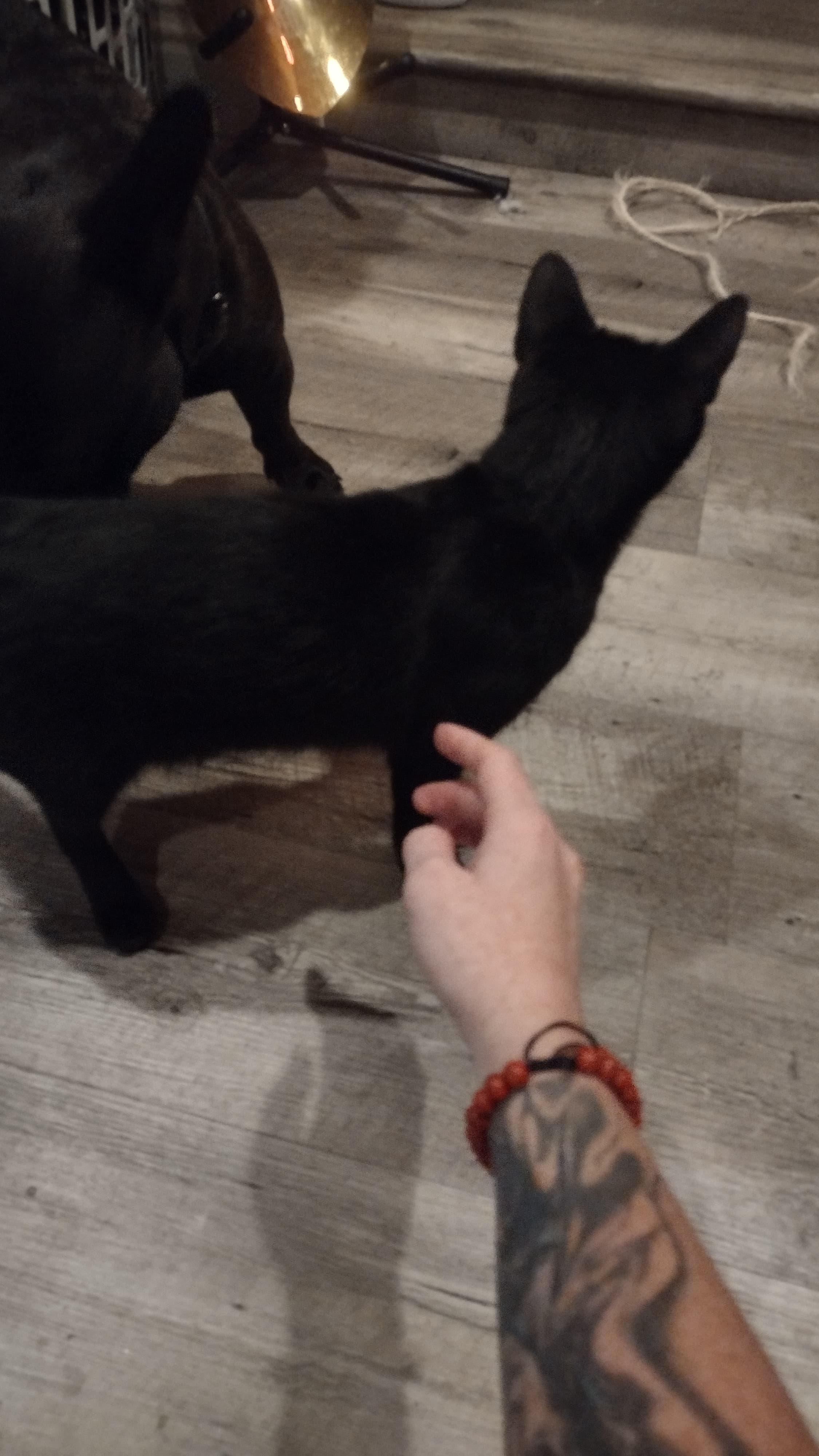 Binx, back home in California