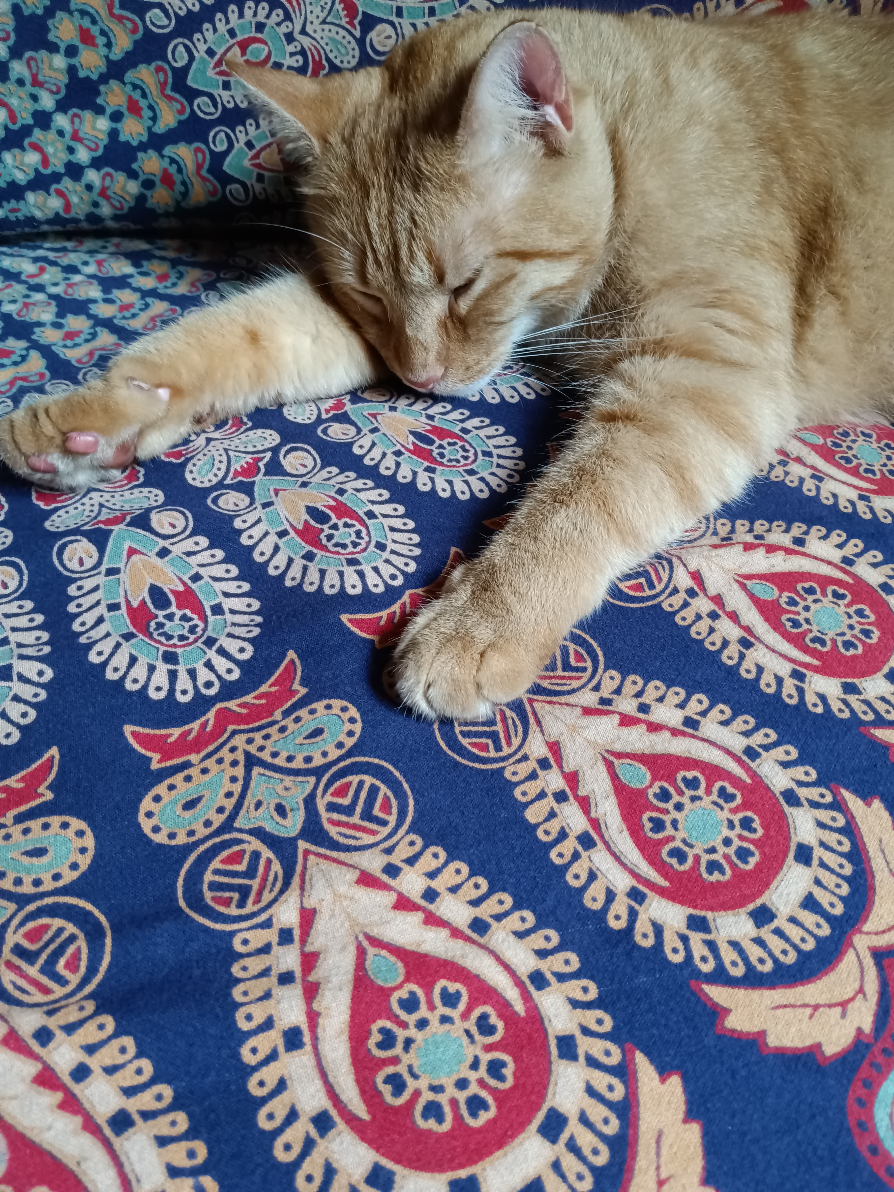 Finn, back home in Texas