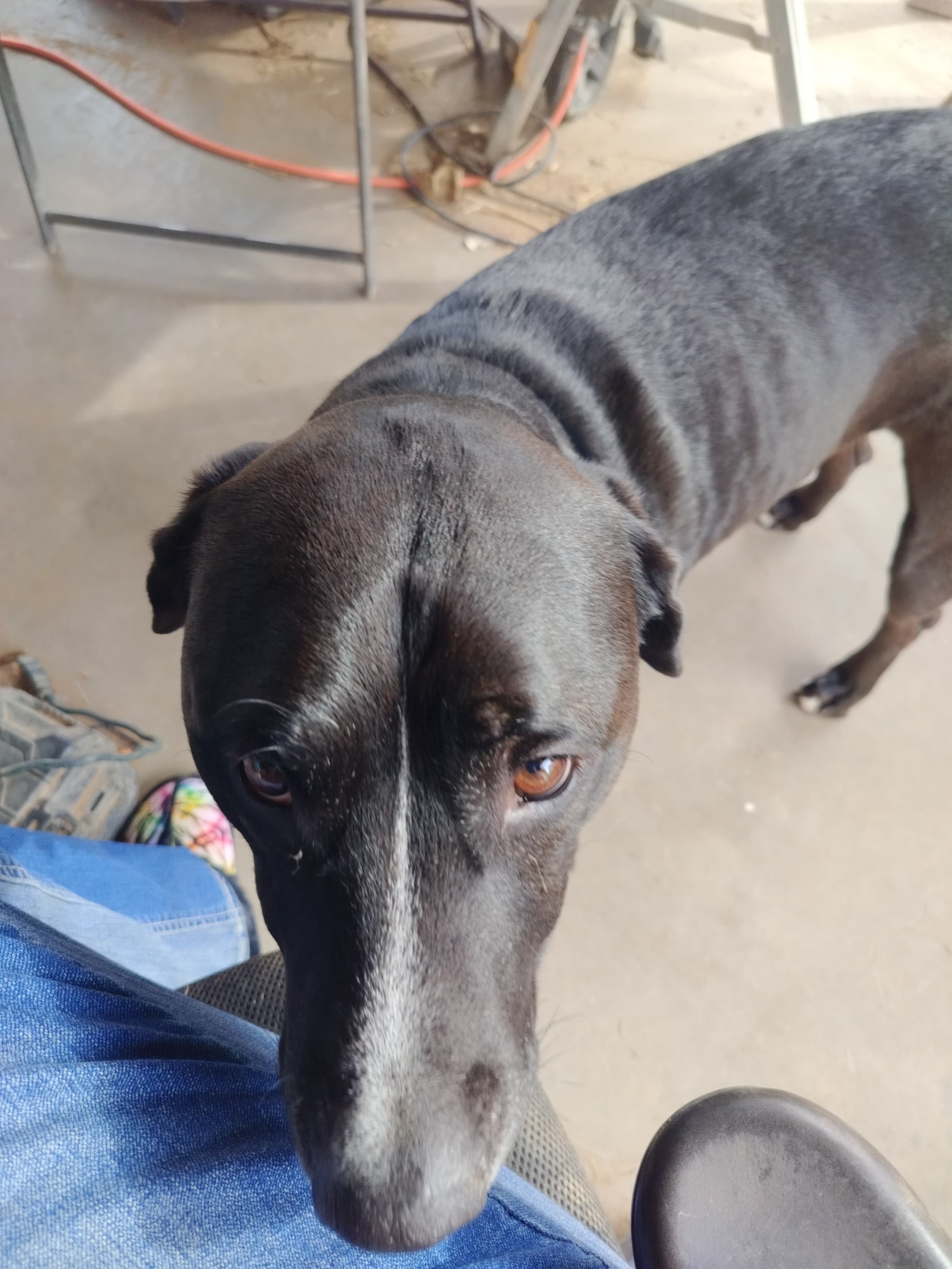 Benny, back home in Arizona