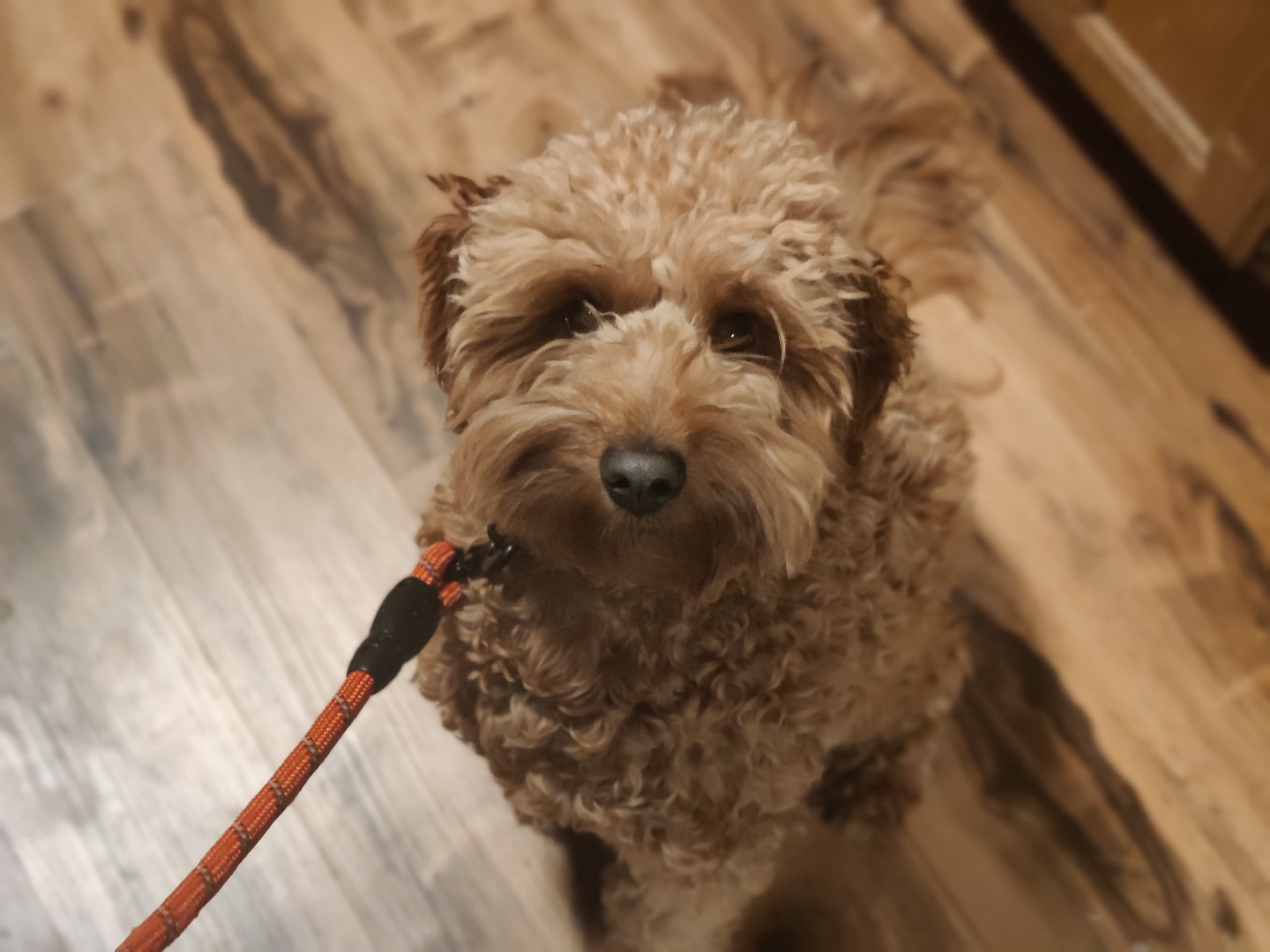 Cinnamon, back home in Texas