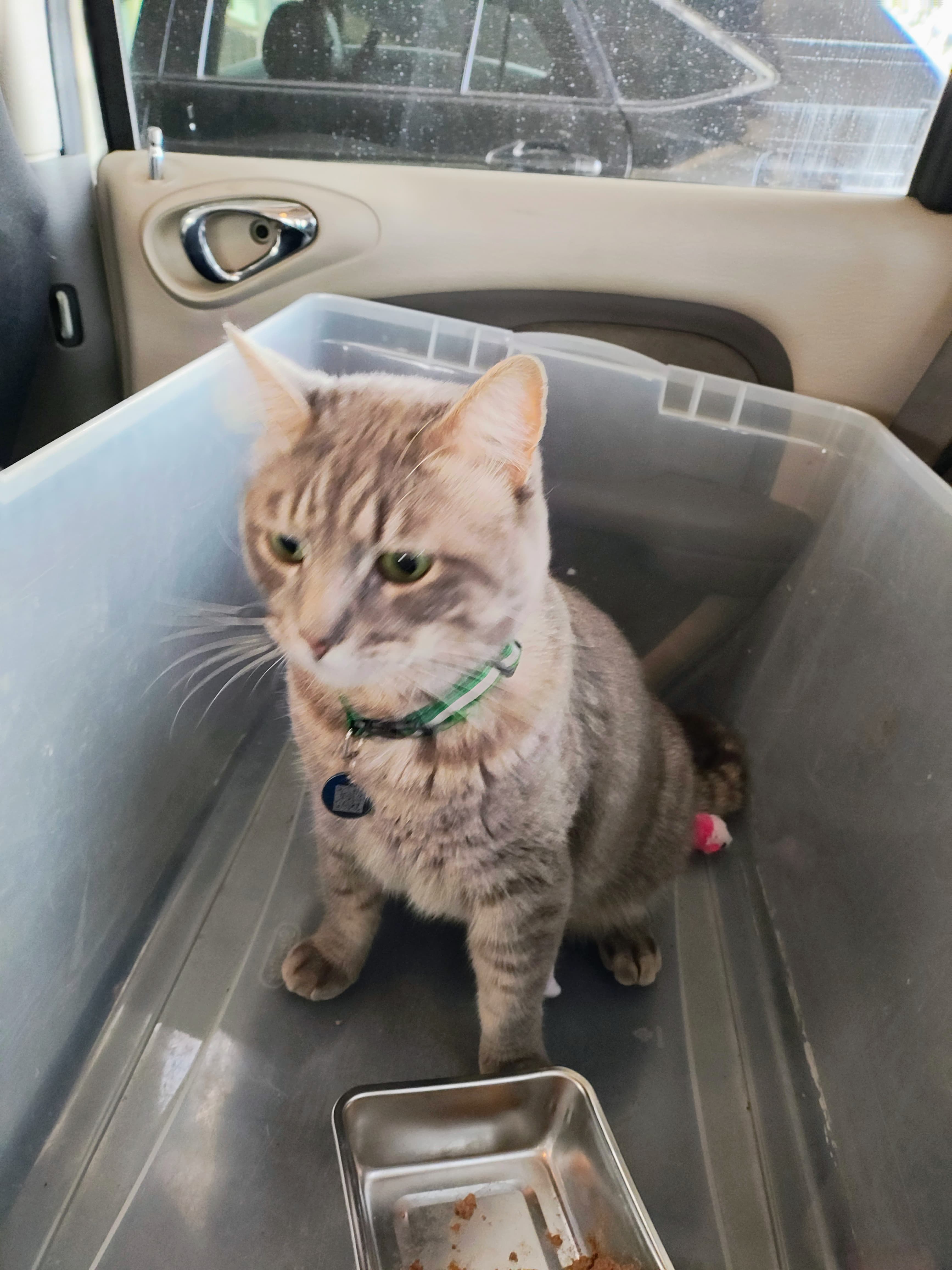 Kilo, back home in California