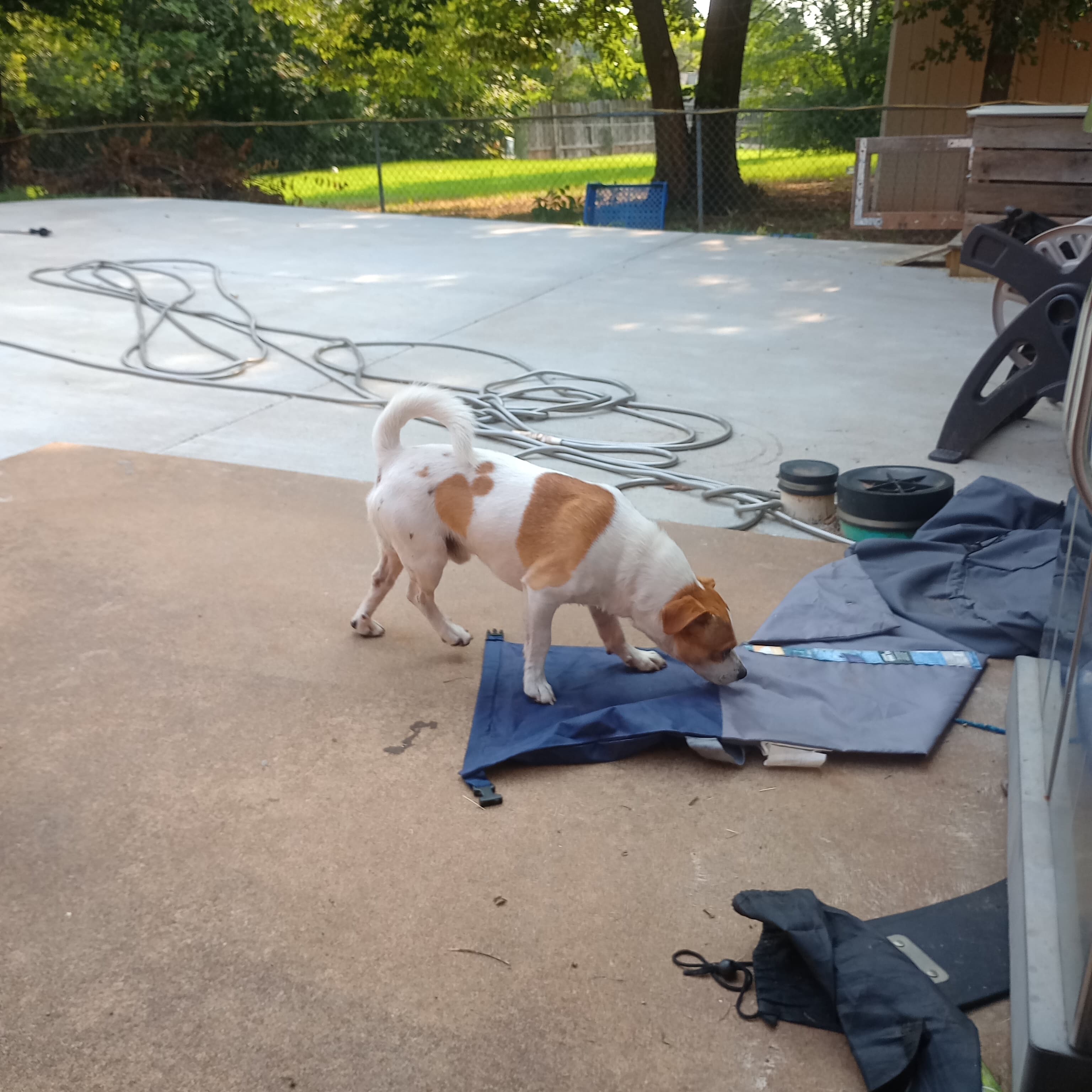 Scooter, back home in Oklahoma