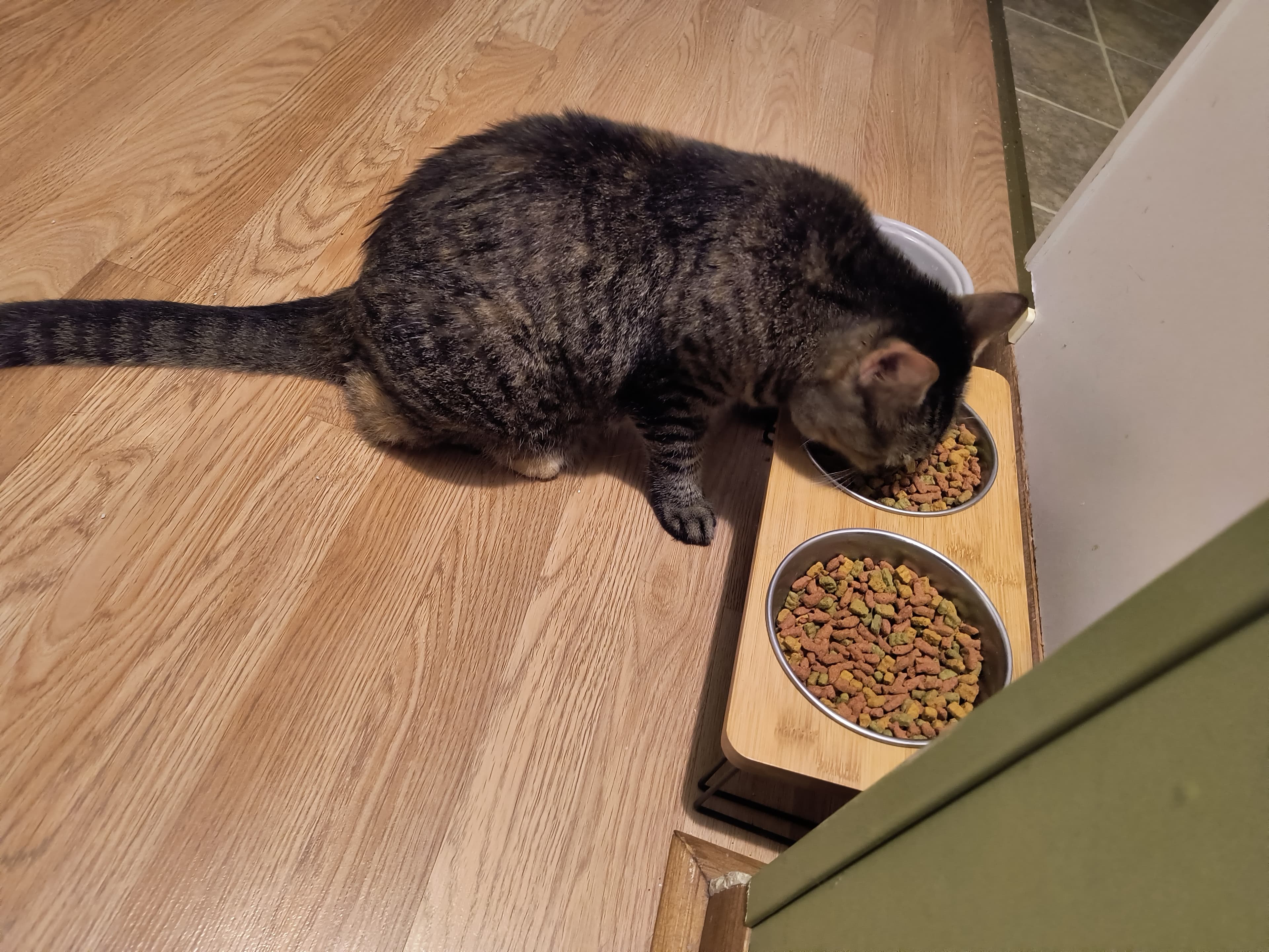 Nala, back home in South Carolina