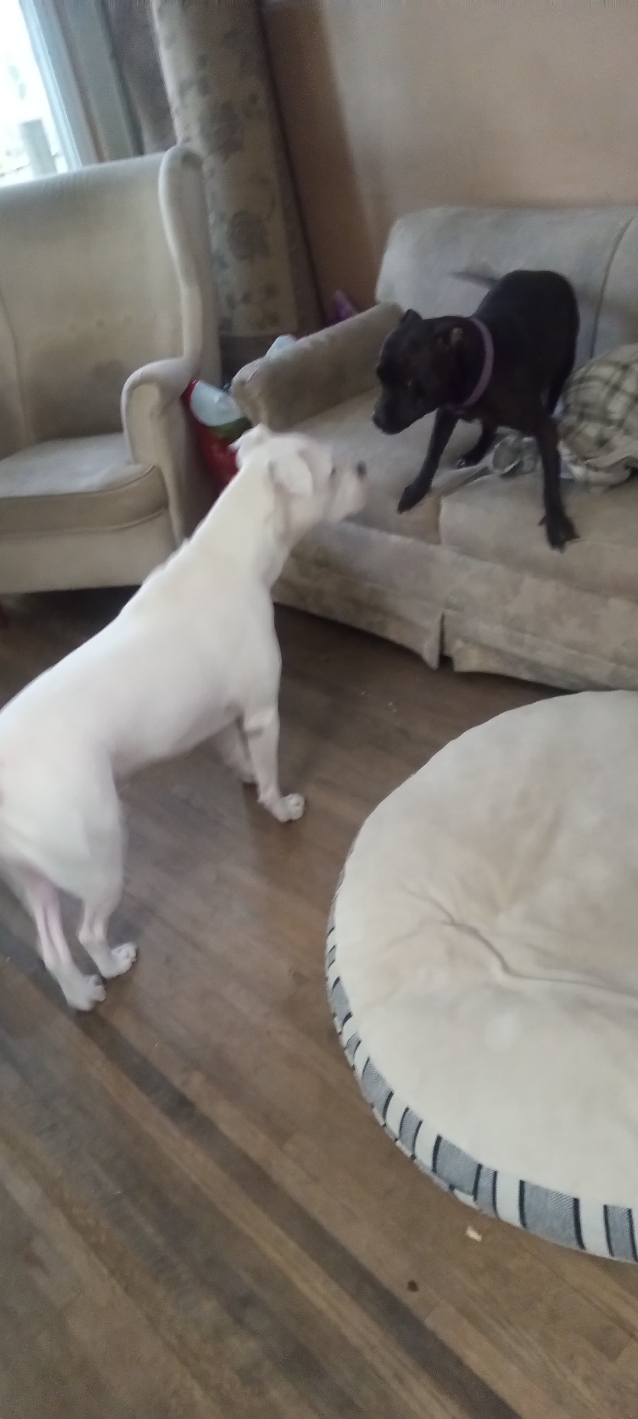 Rocky, back home in Michigan