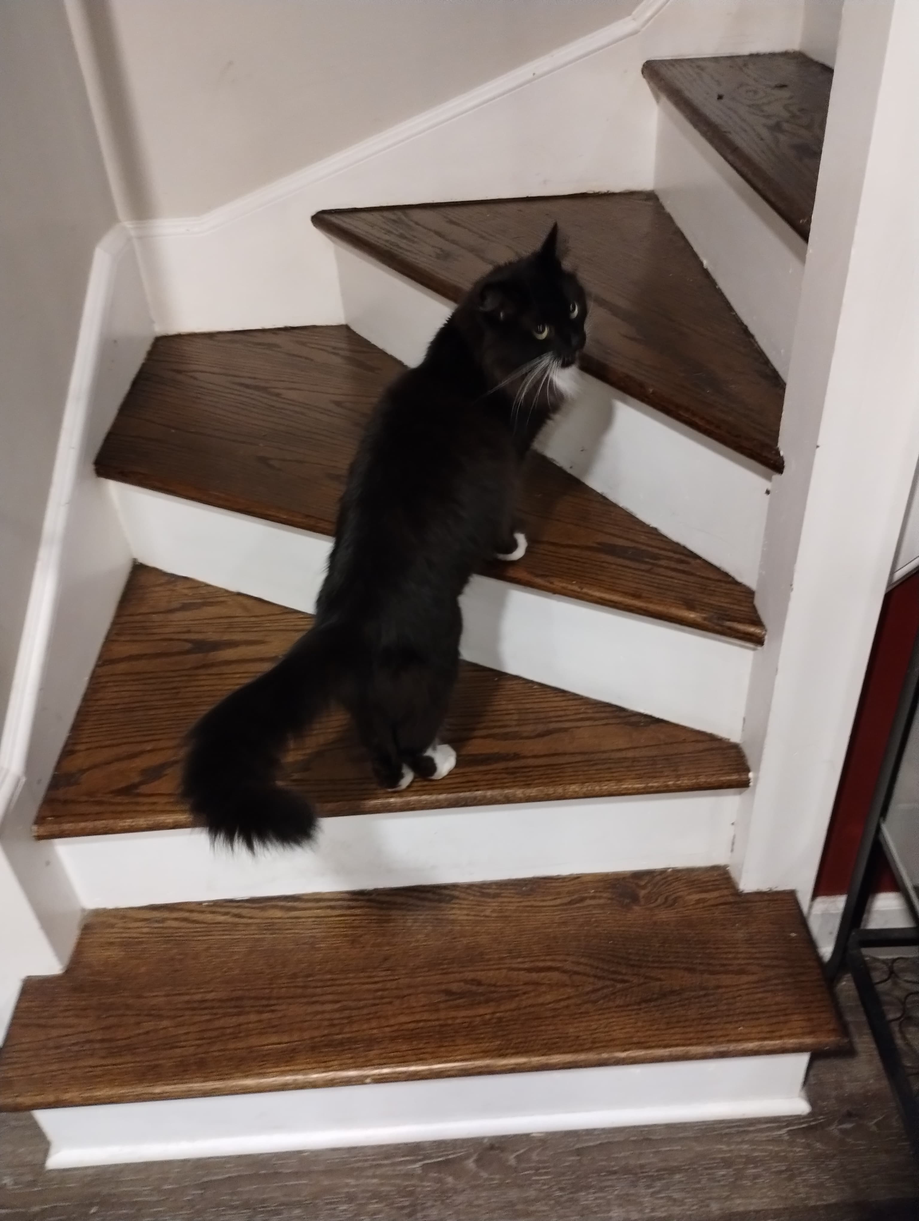 Maru, back home in Illinois