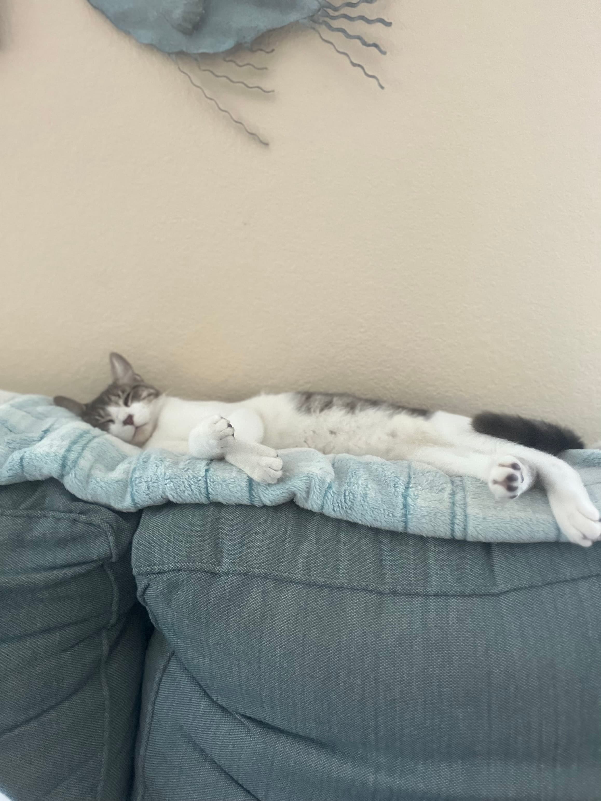Mochi, back home in Florida