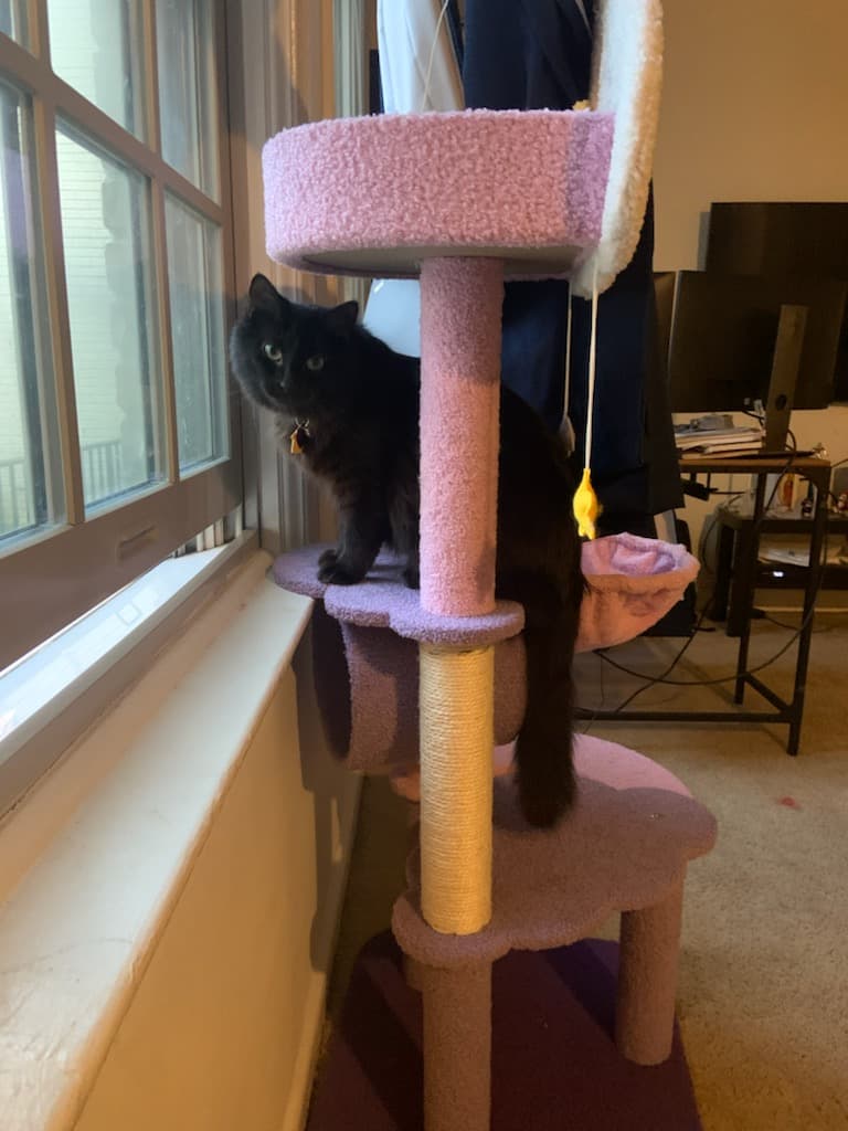 Susu, back home in Virginia