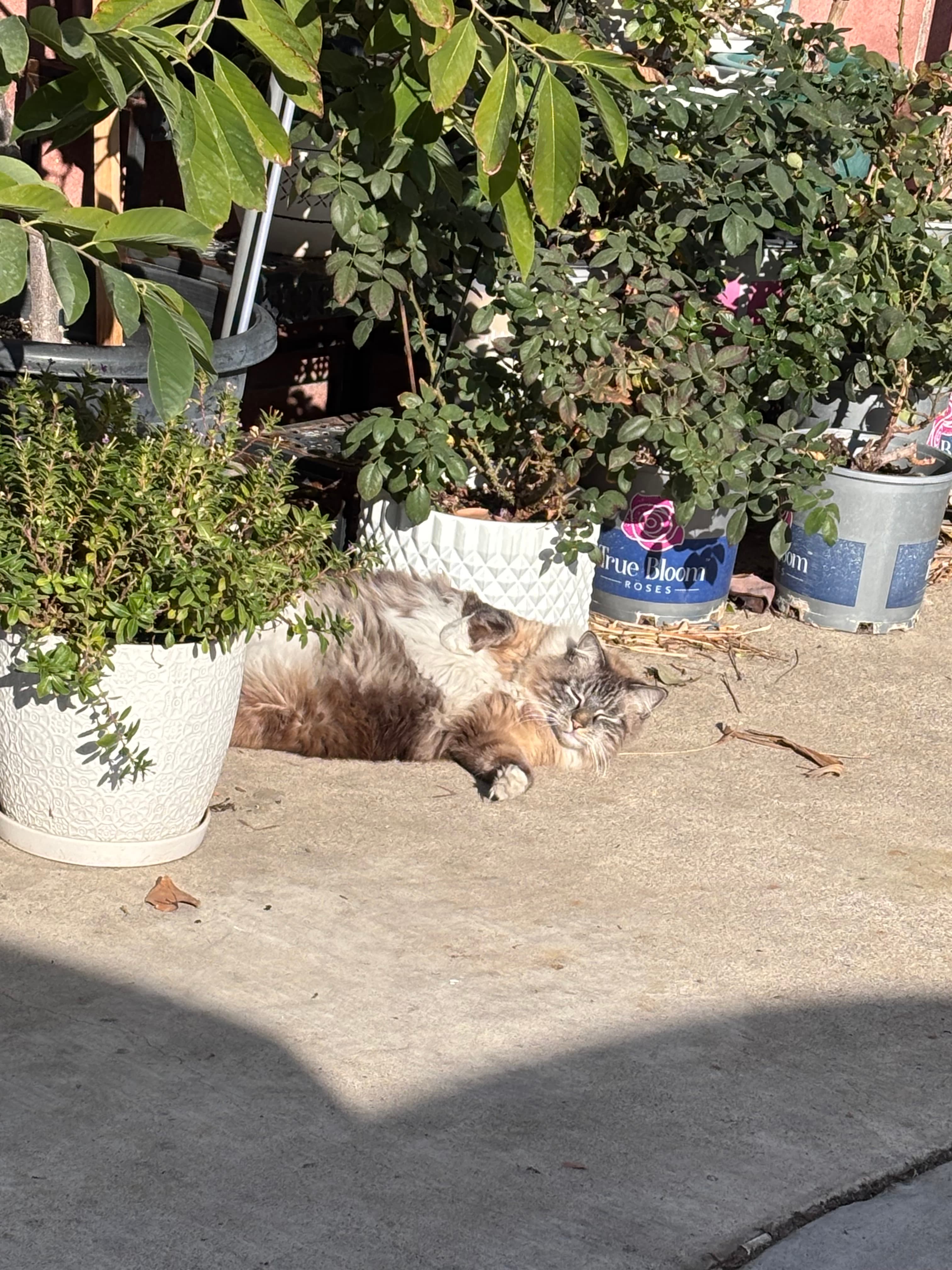 Luna, back home in California
