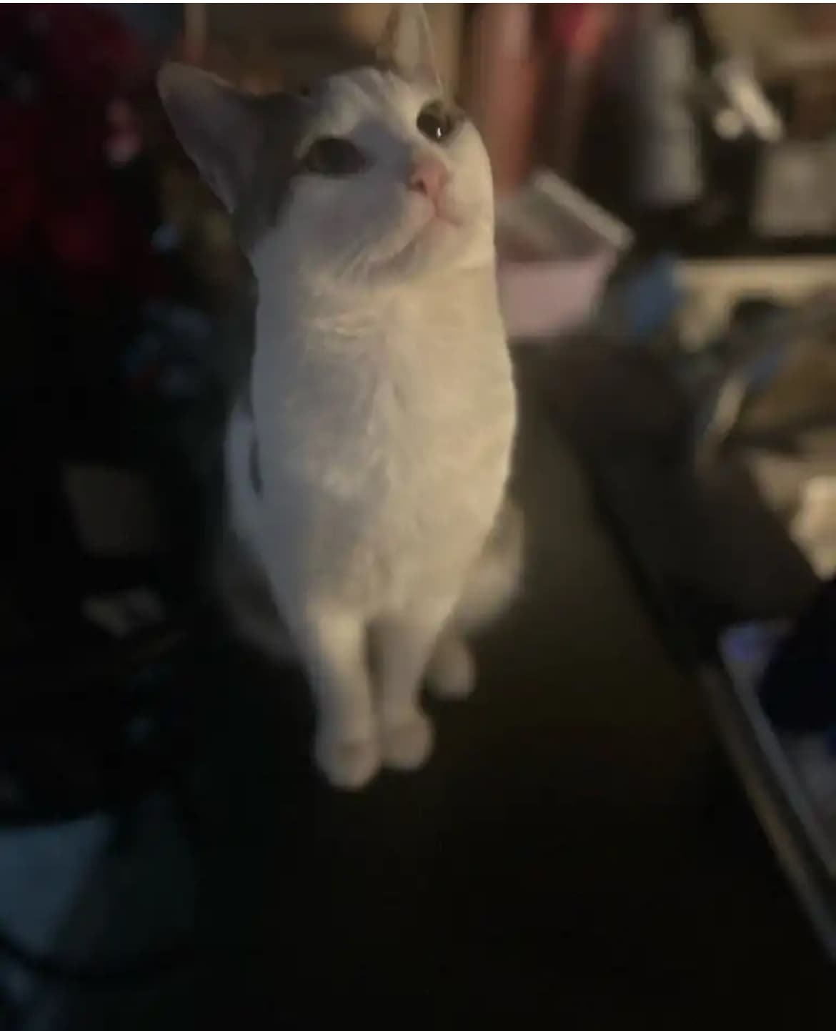 Cashmere, back home in Ohio