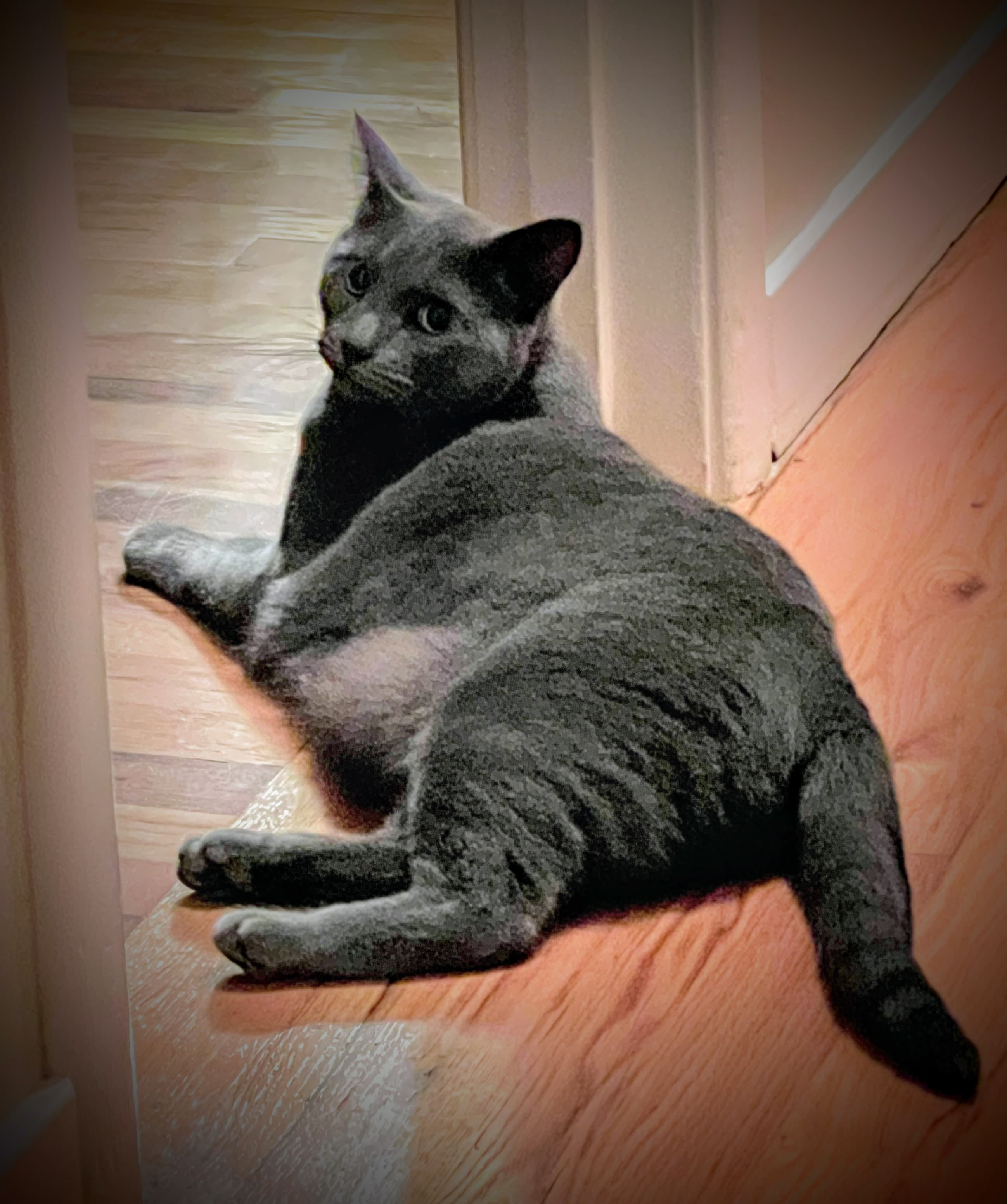 Brave-o, back home in California