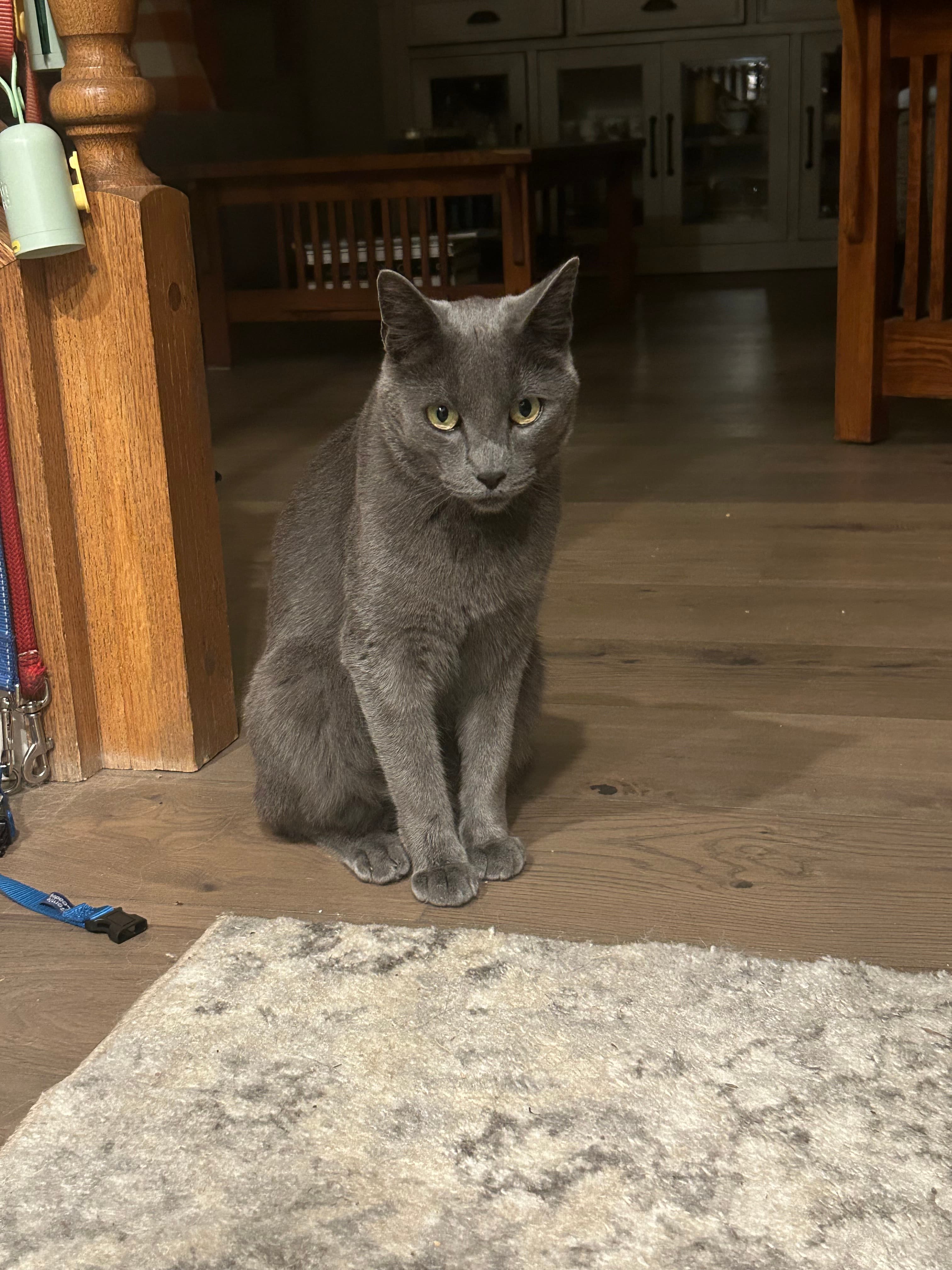 Blue, back home in California
