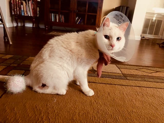 Peanut, back home in Texas