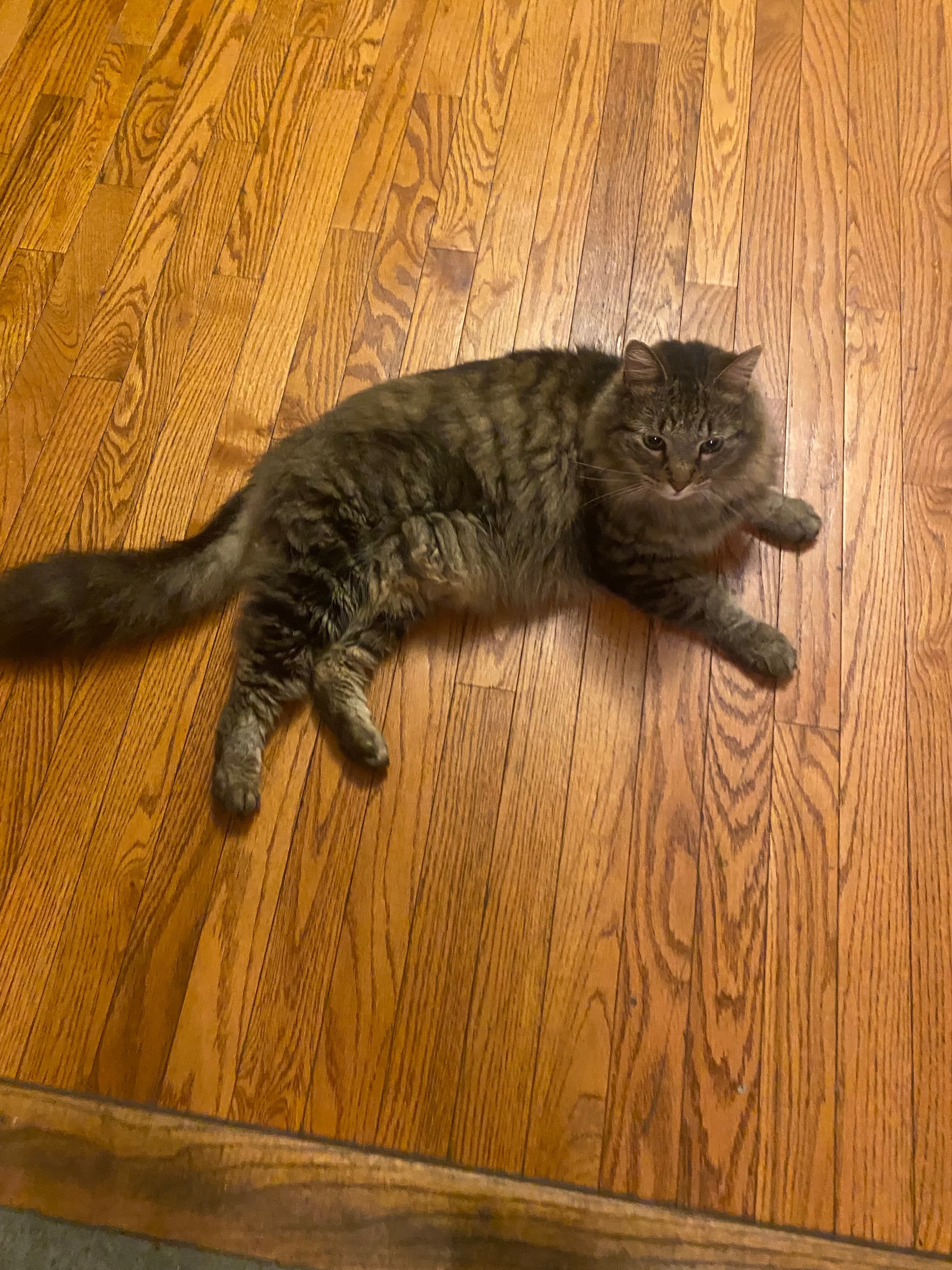 Meelo, back home in New York