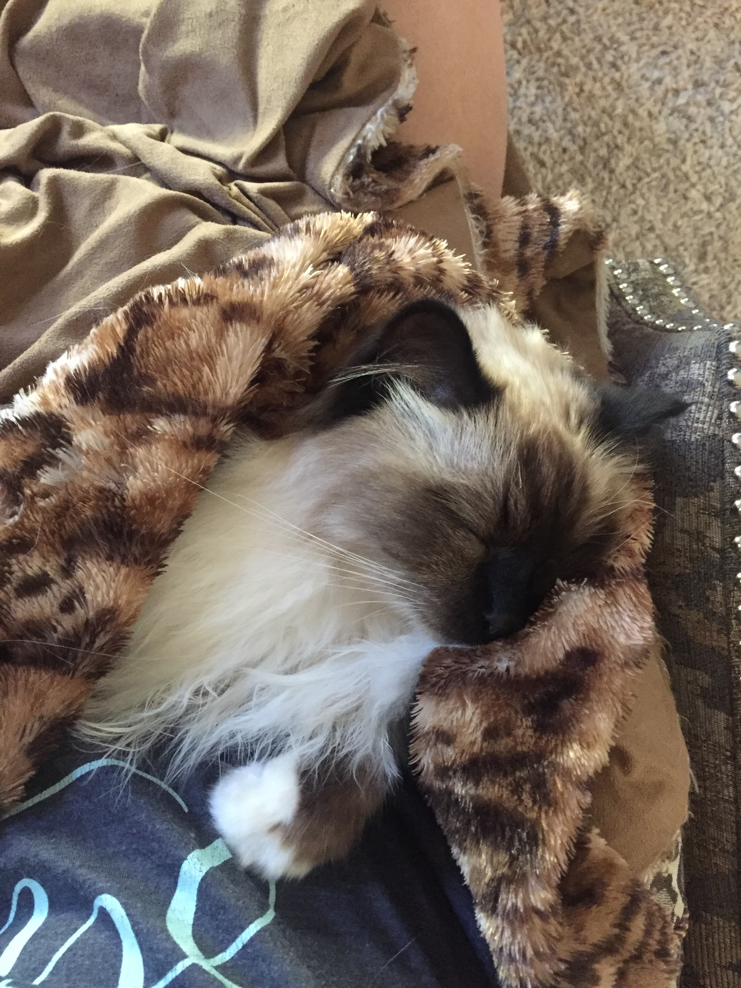 Quiggly, back home in Minnesota