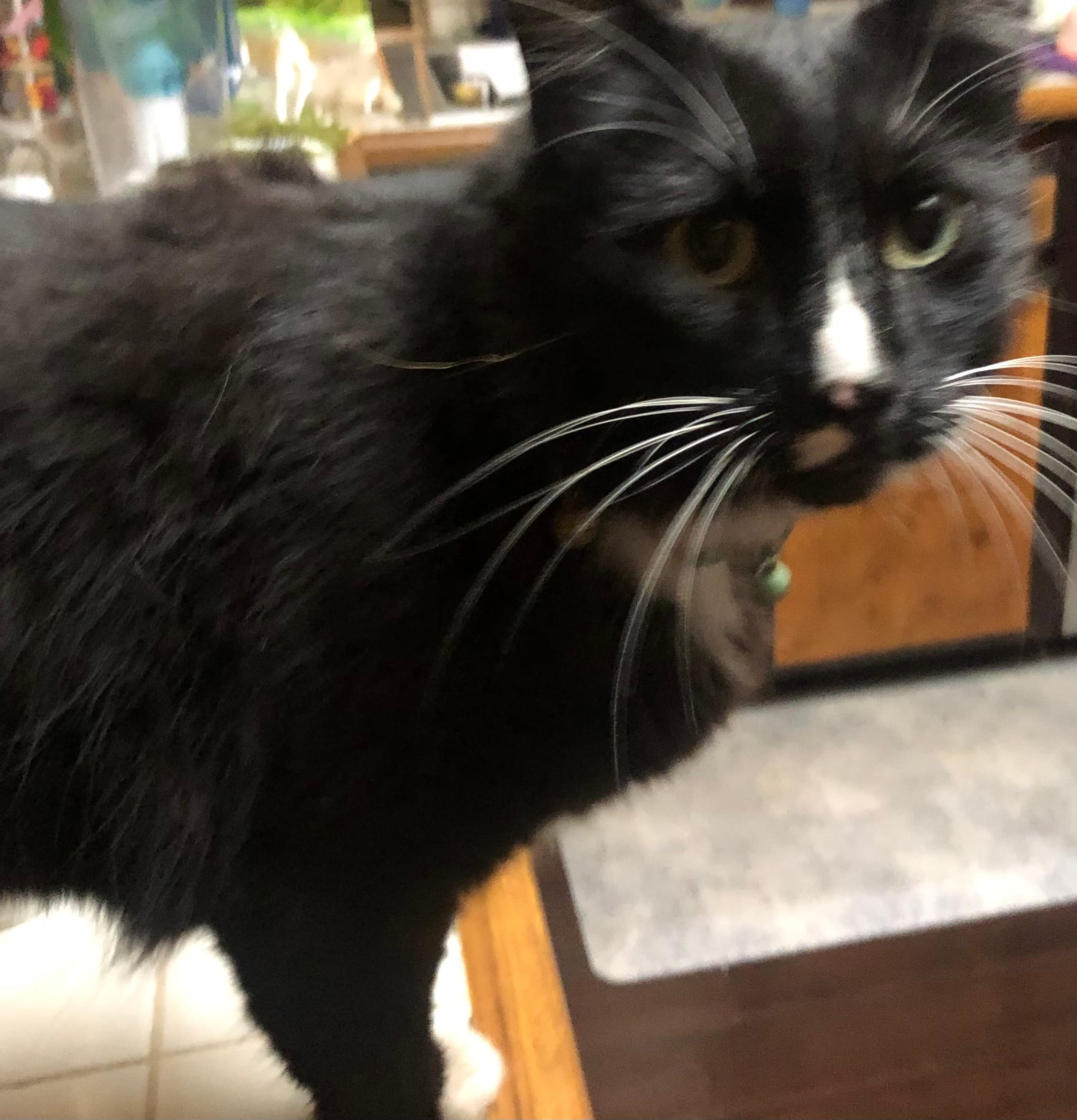 Meowington, back home in California
