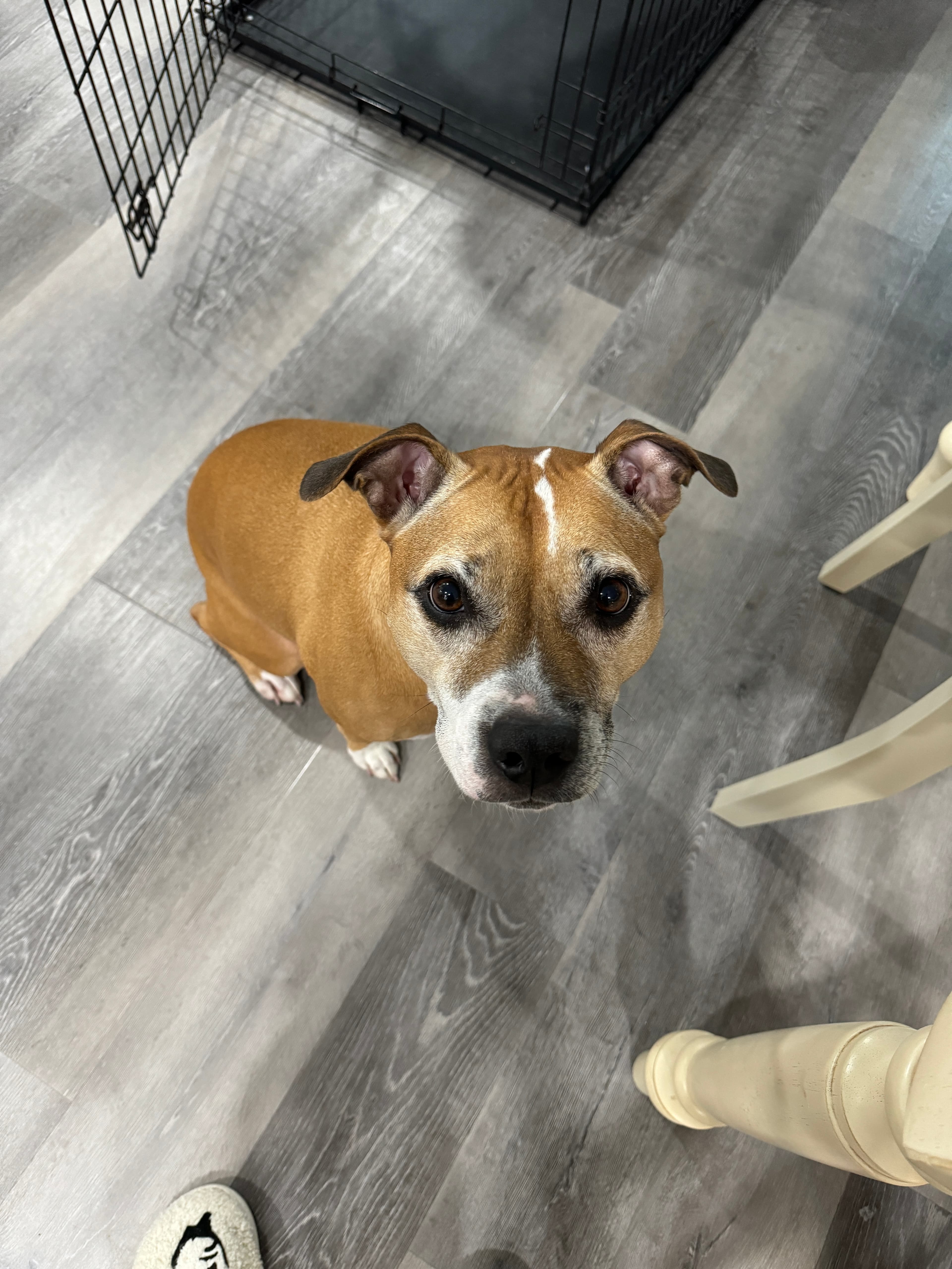 Kona, back home in Florida