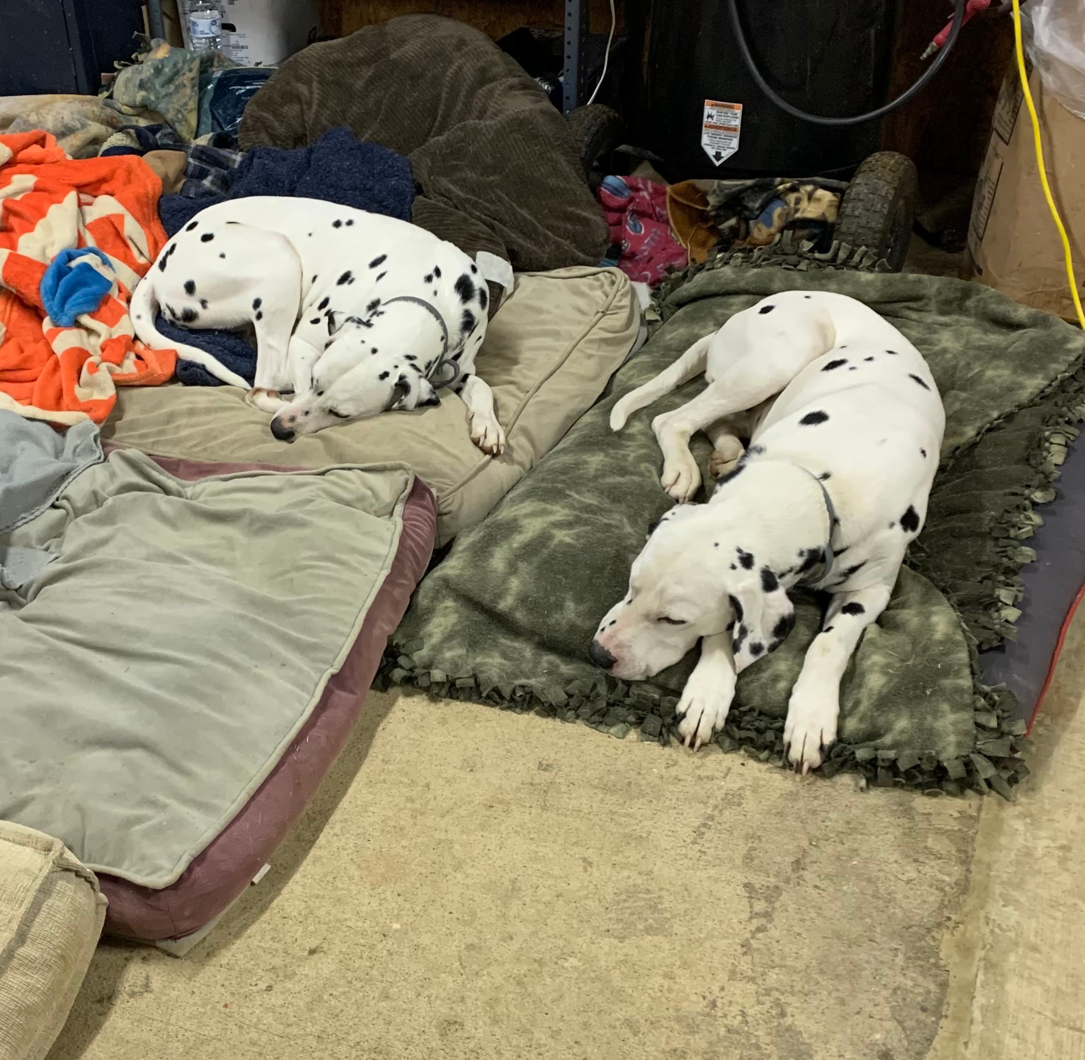 Scout, back home in Arkansas