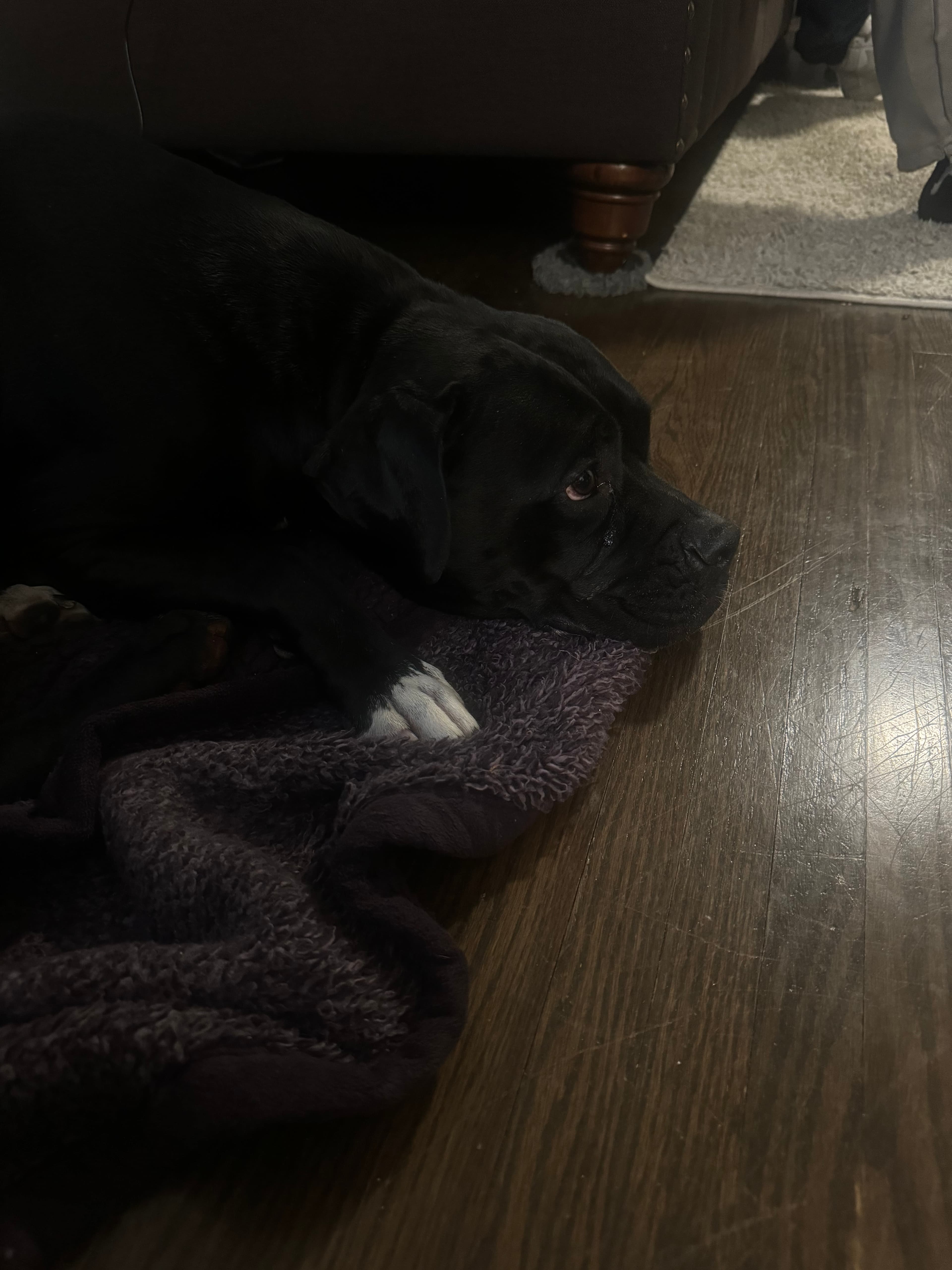 Bella, back home in Colorado
