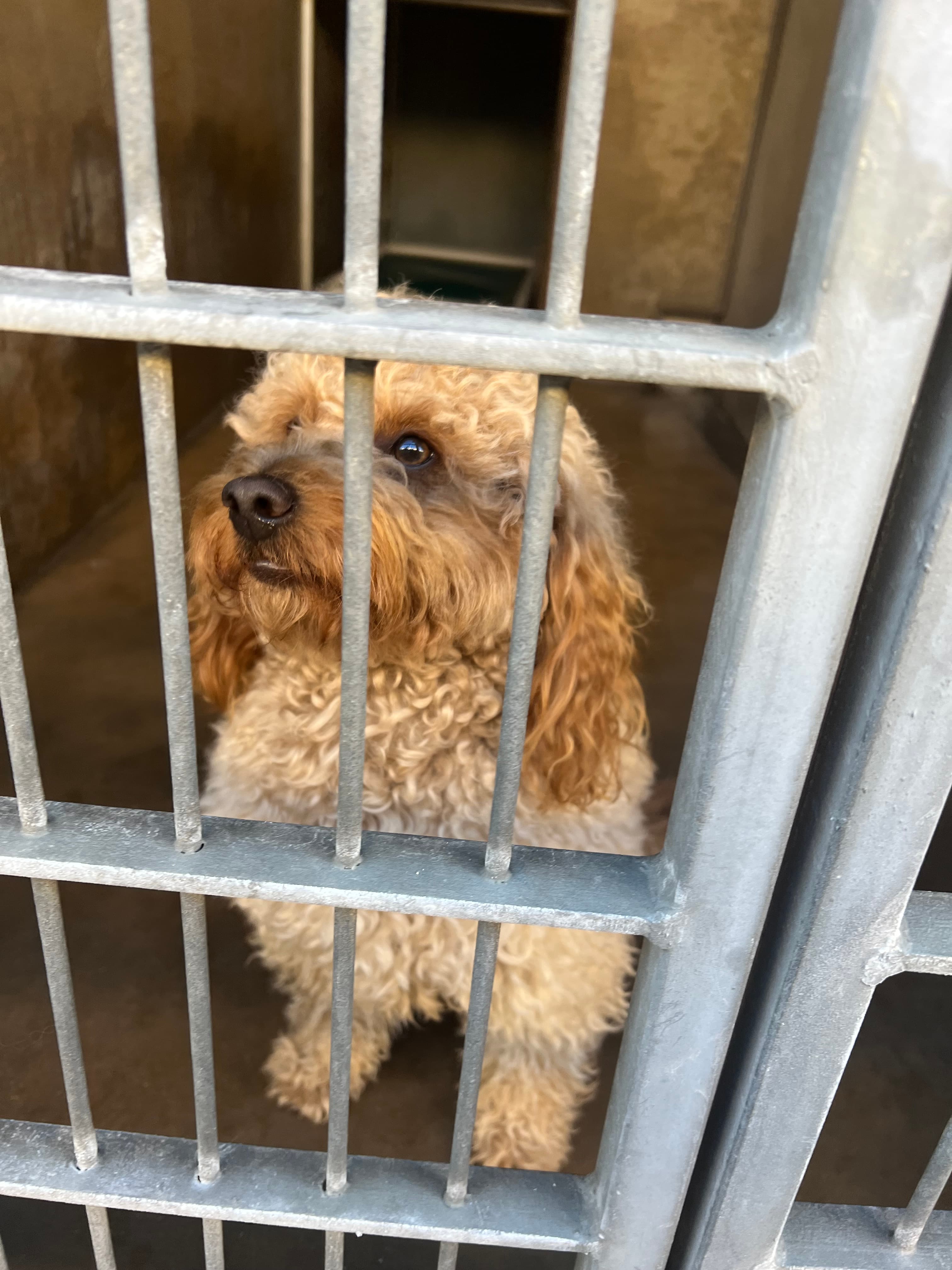 Tucker, back home in California