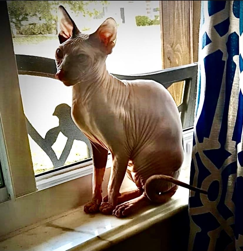 Remy, back home in Florida