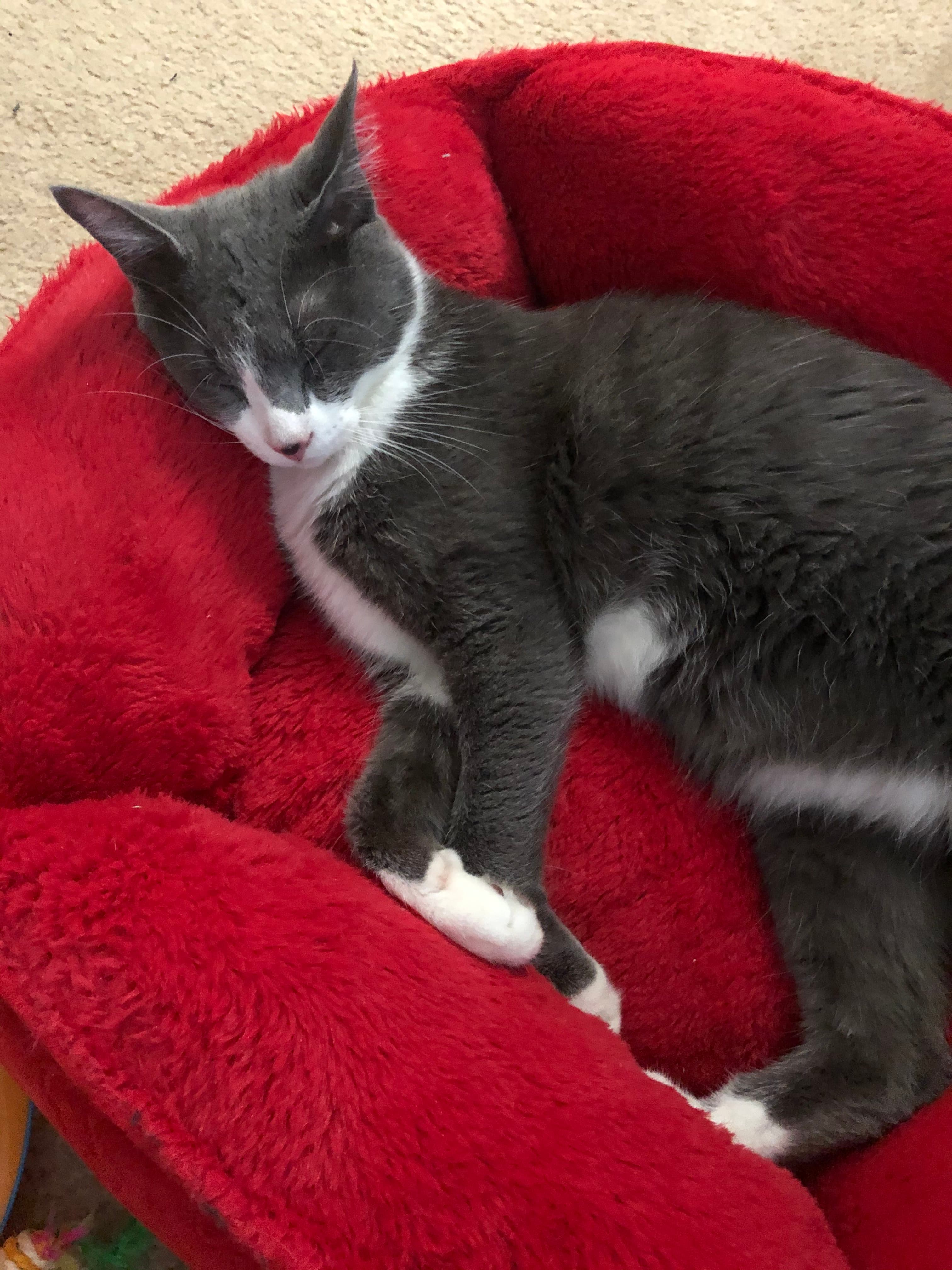 Mittens, back home in Illinois